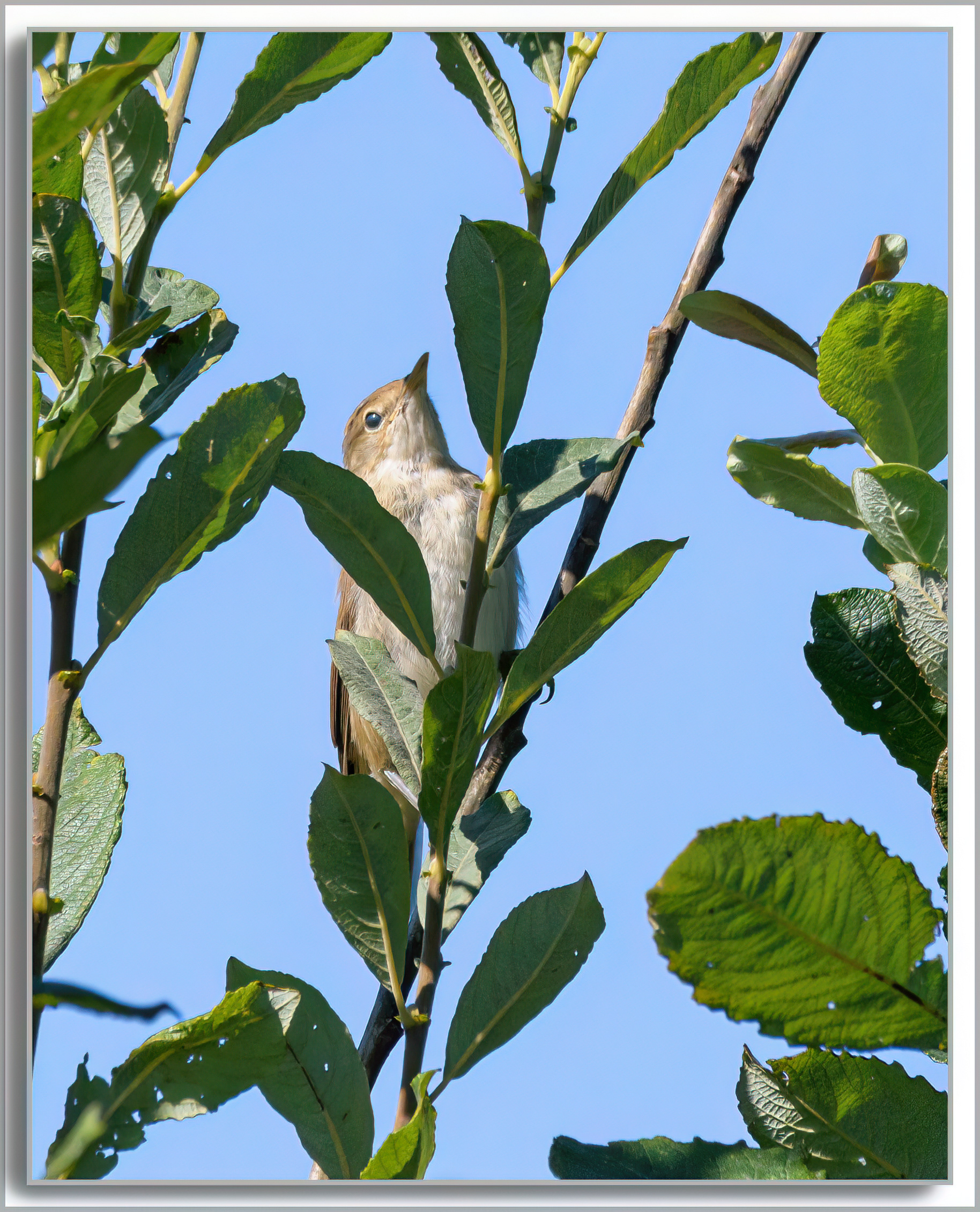 Rousserolle effarvatte - Acrocephalus scirpaceus