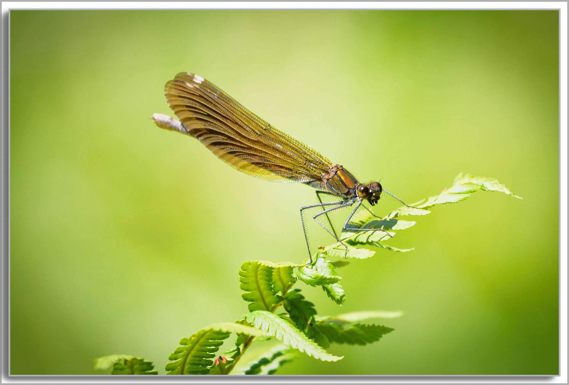 Caloptéryx vierge - Calopteryx virgo