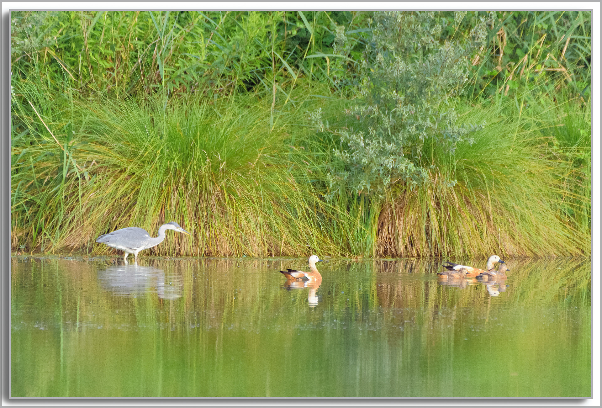 Héron cendré - Ardea Cinerea et Tadorne Casarca - Tadorna ferruginea