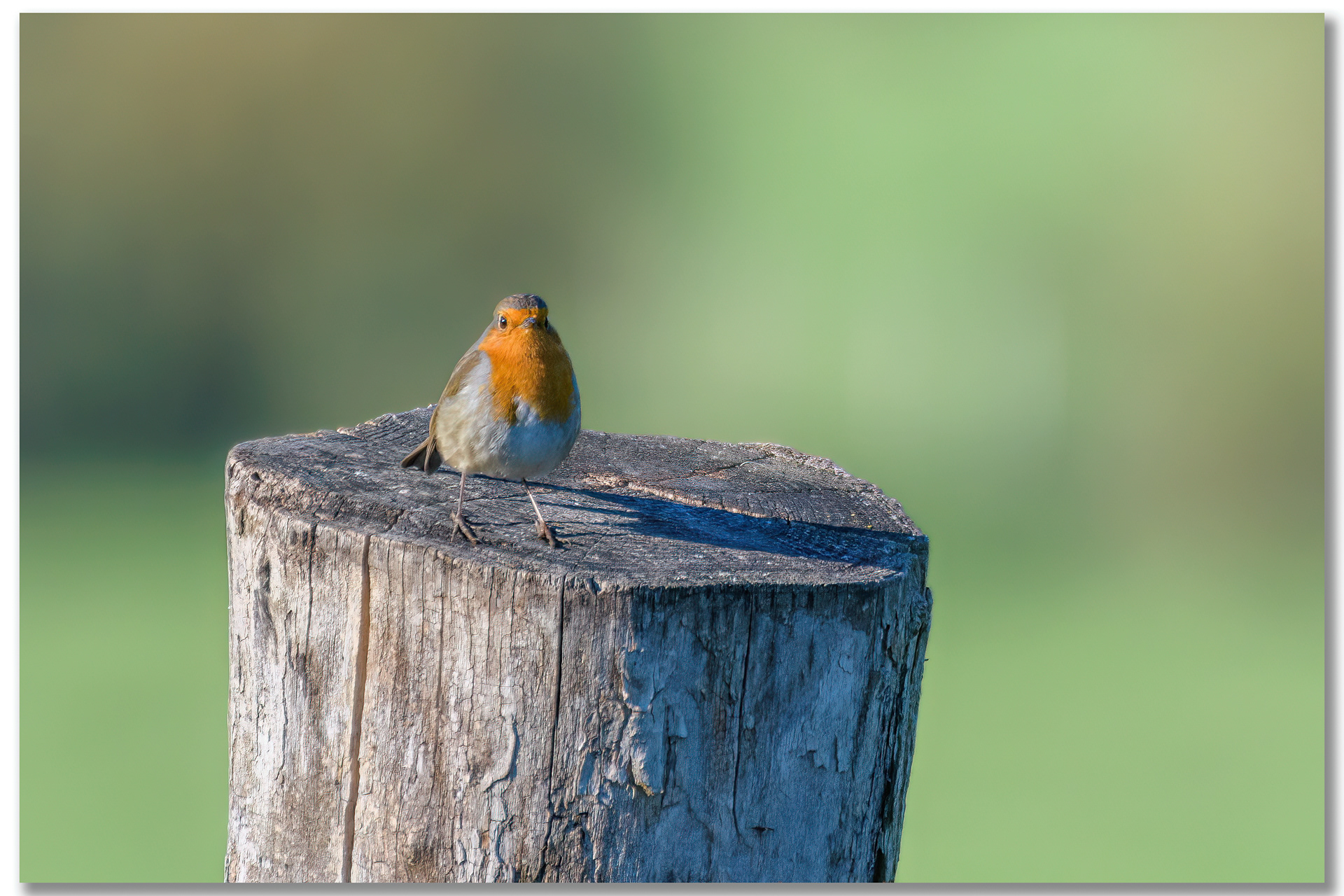 Rougegorge familier - Erithacus rubecula