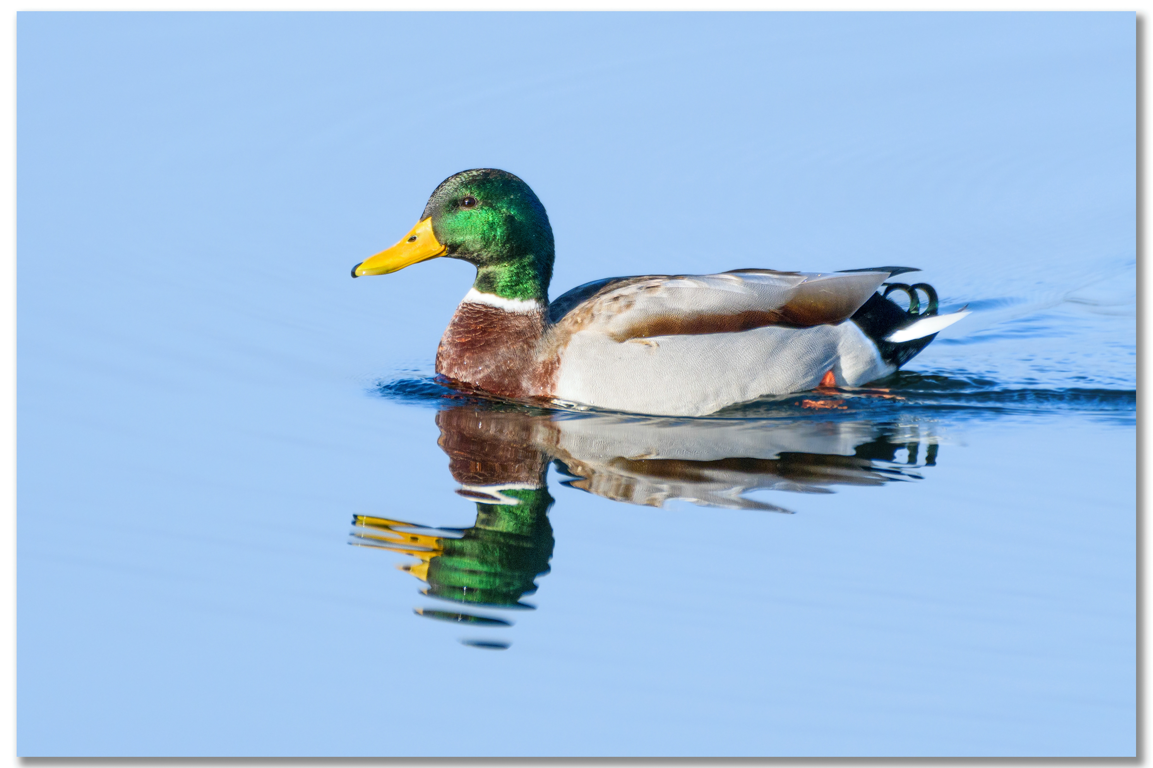 Canard Colvert - Anas platyrhynchos mâle