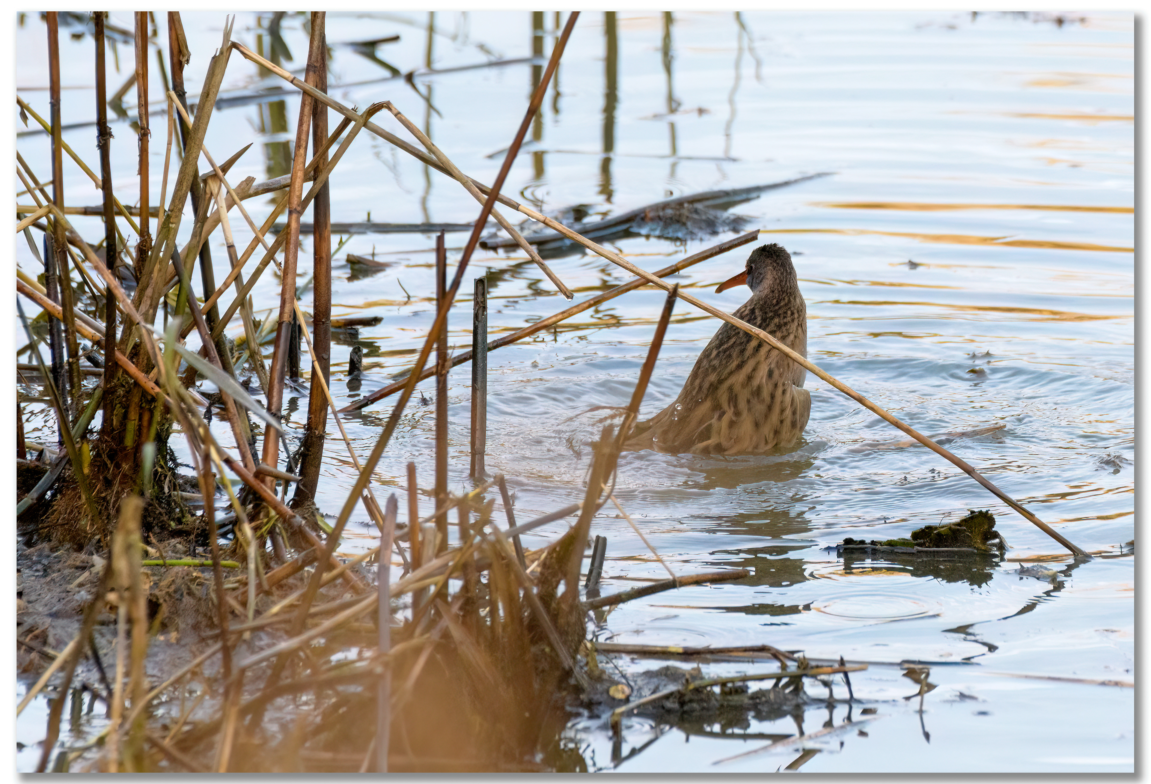 Râle d'eau - Rallus Aquaticus
