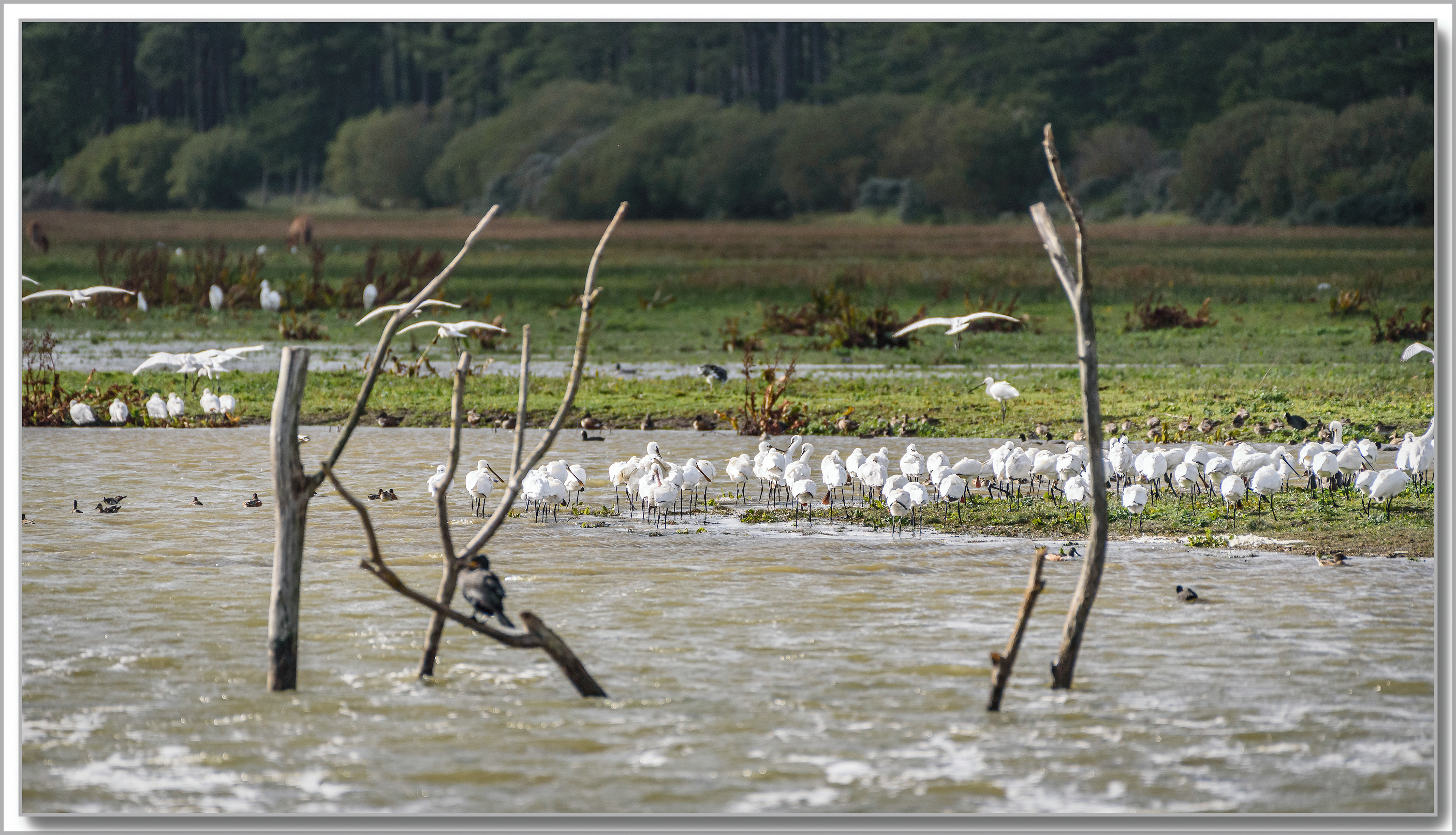 Spatule banche - Platalea leucorodia