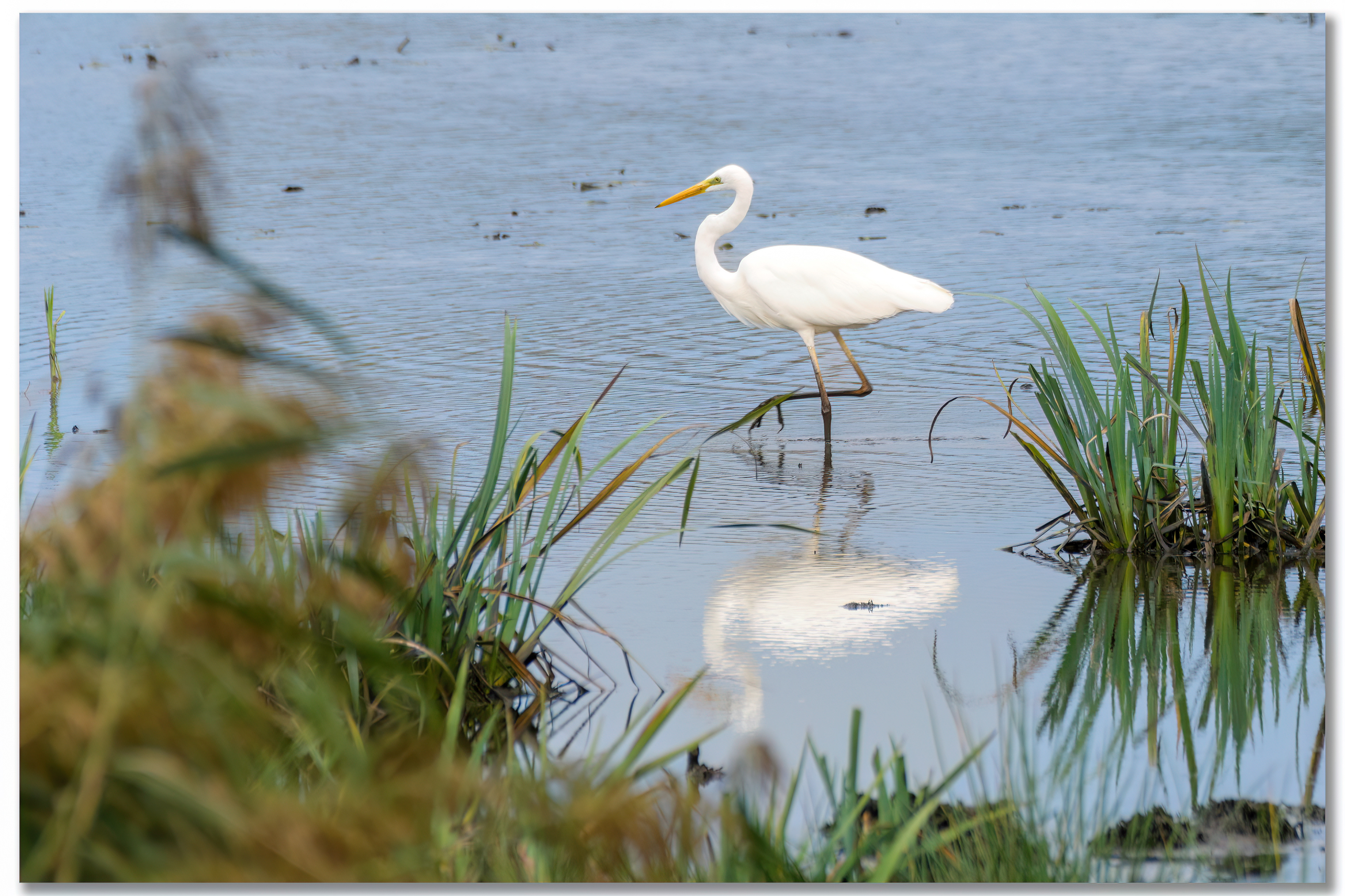Grande aigrette - Ardea alba