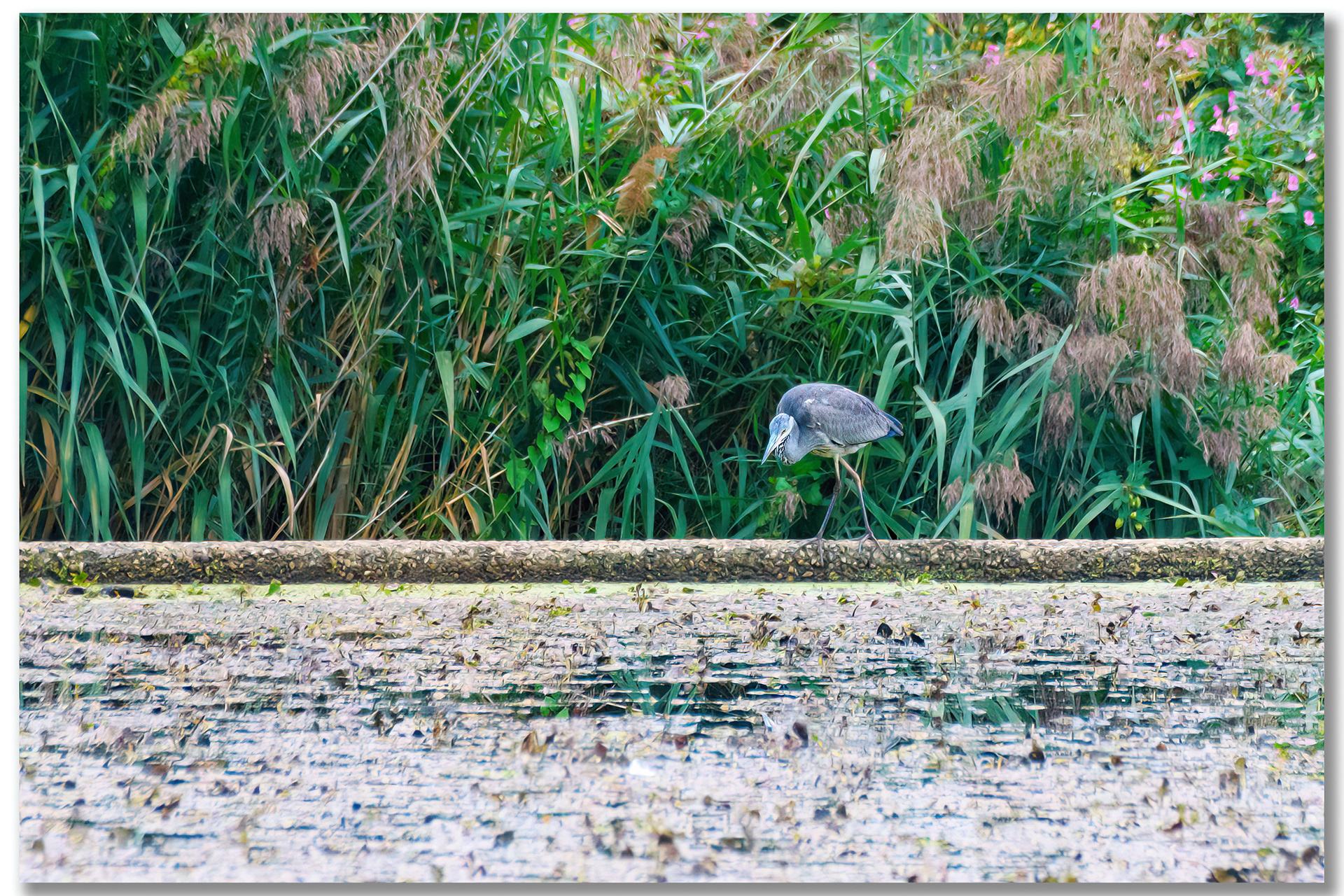 Héron cendré - Ardea Cinerea