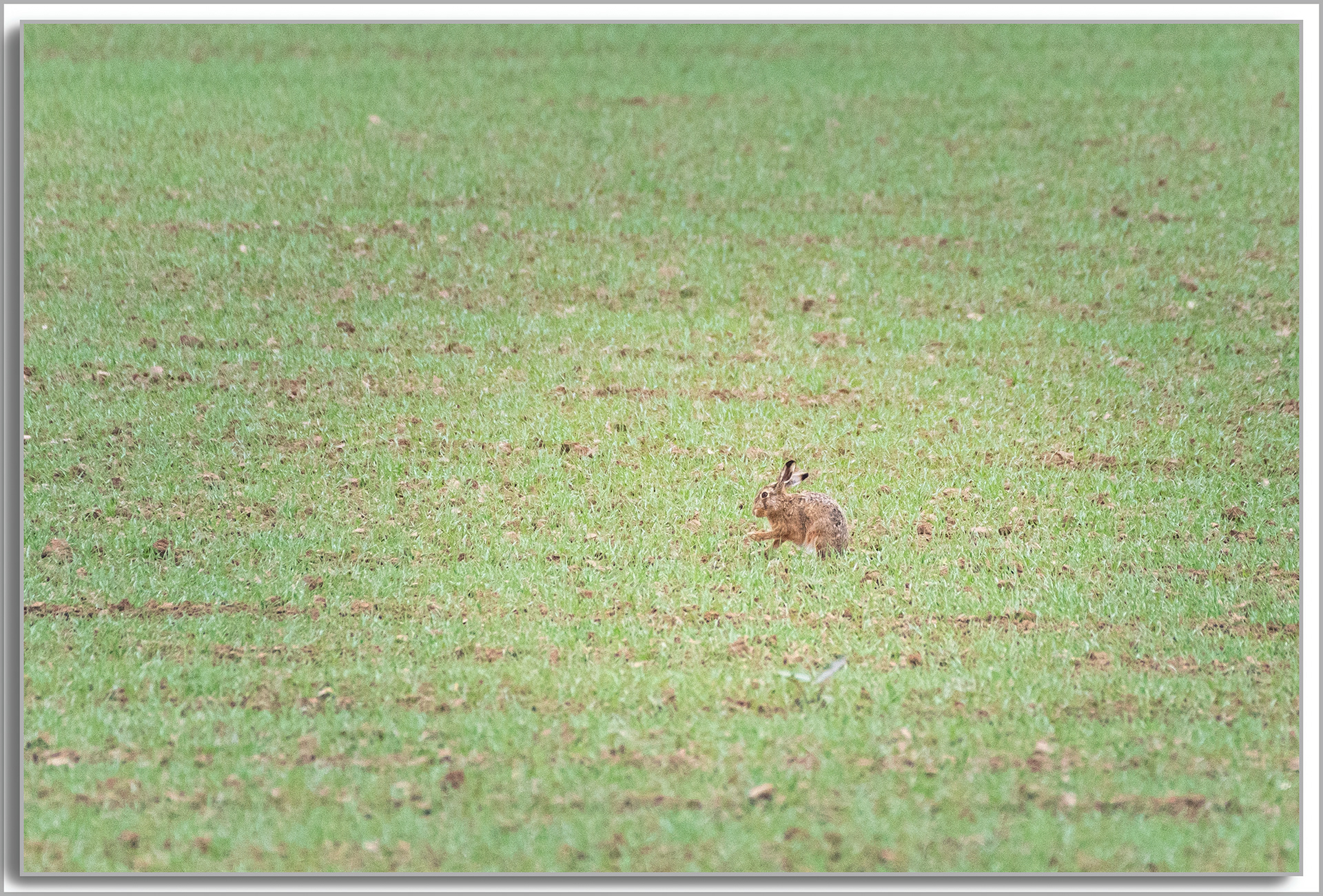 Lièvre d'Europe - Lepus europaeus