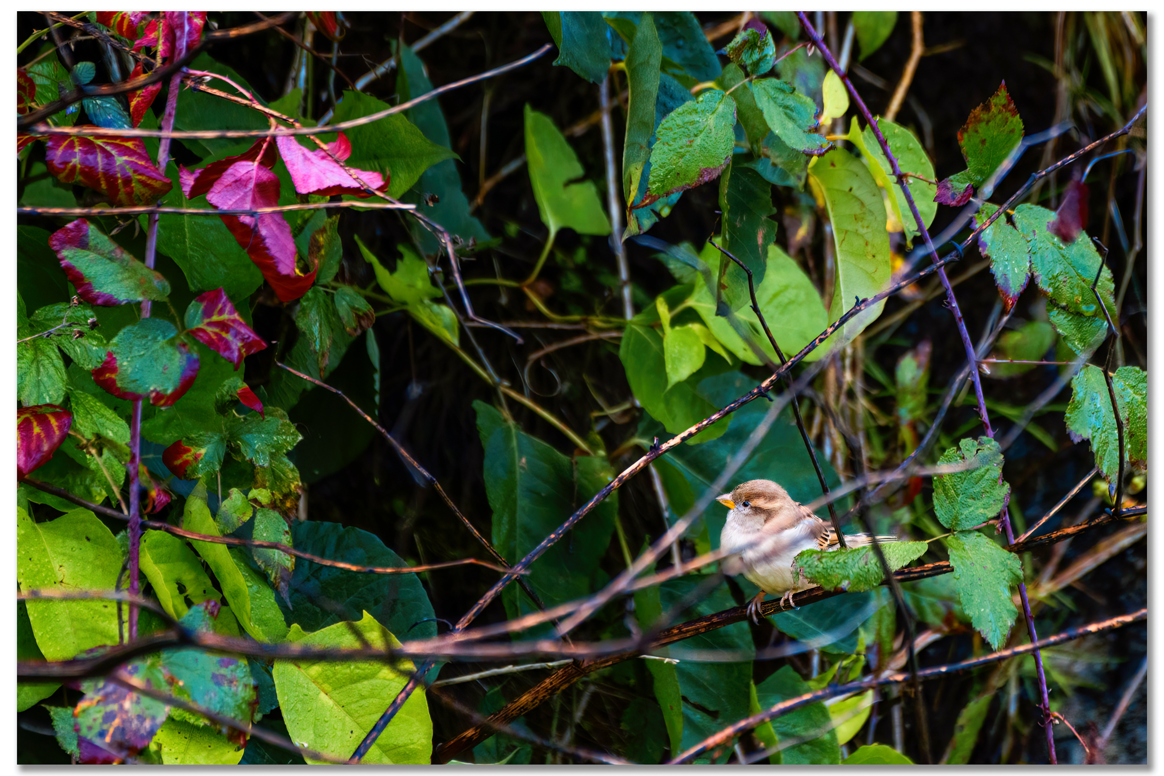 Moineau domestique - Passer domesticus