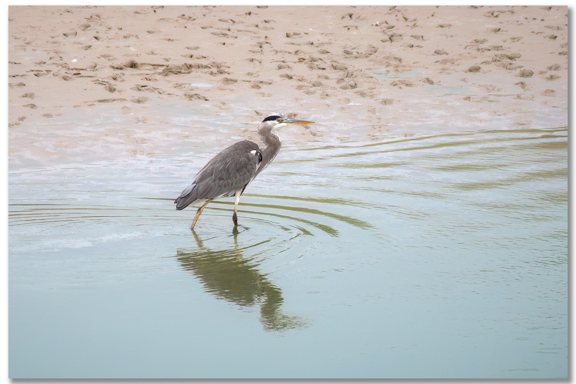 Héron cendré - Ardea cinerea