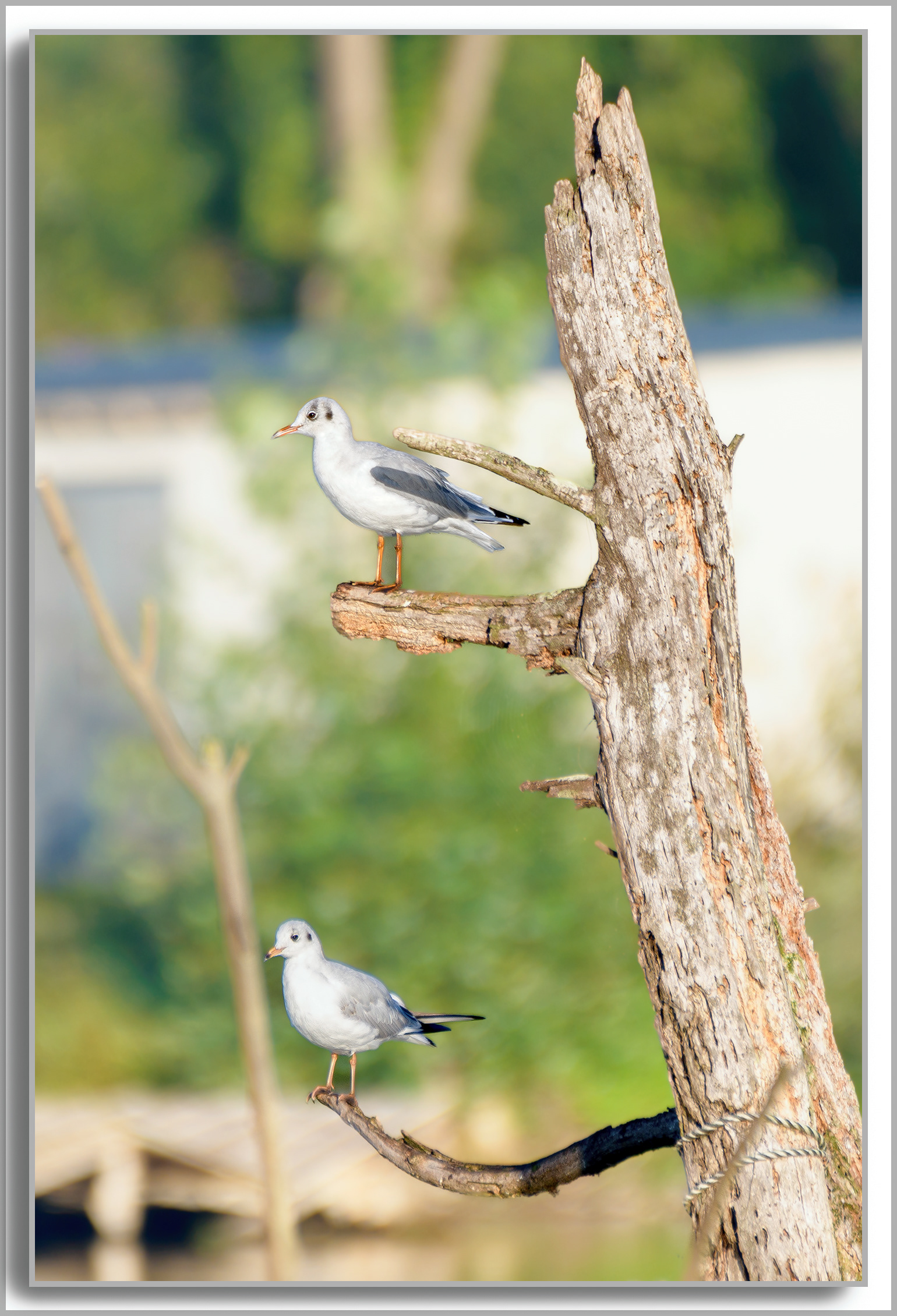 Mouette rieuse - Chroicocephalus ridibundus