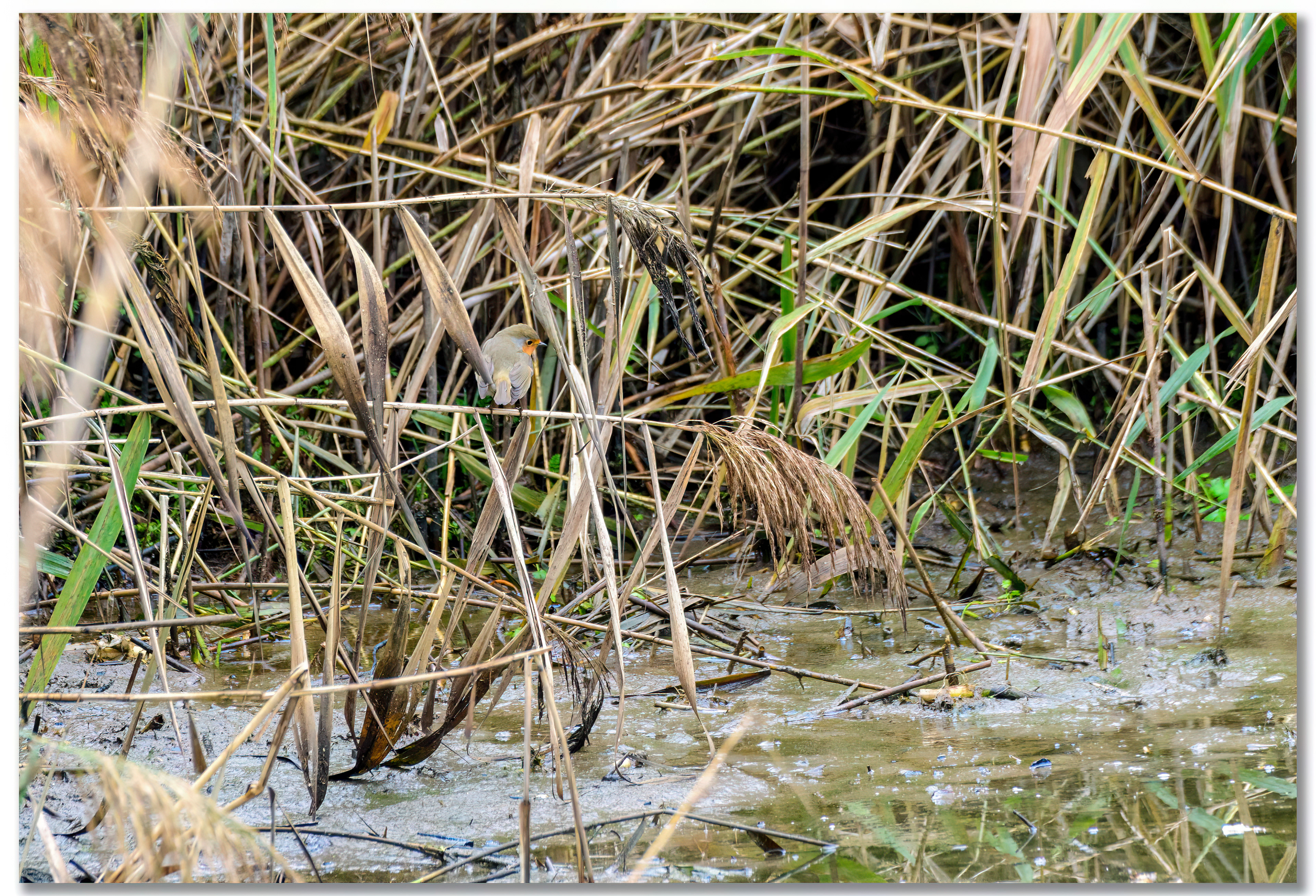Rougegorge familier - Erithacus rubecula