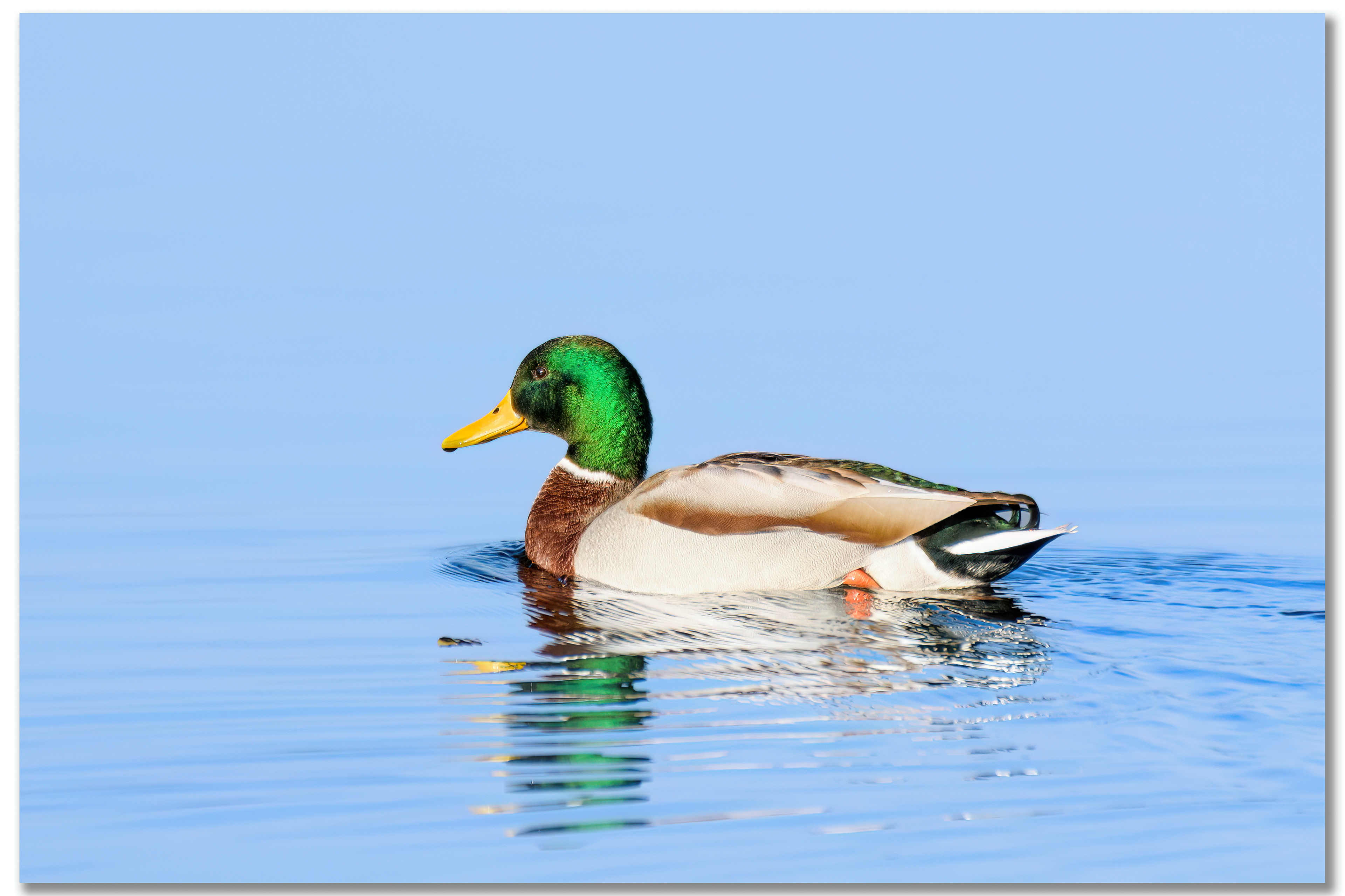 Canard Colvert - Anas platyrhynchos mâle
