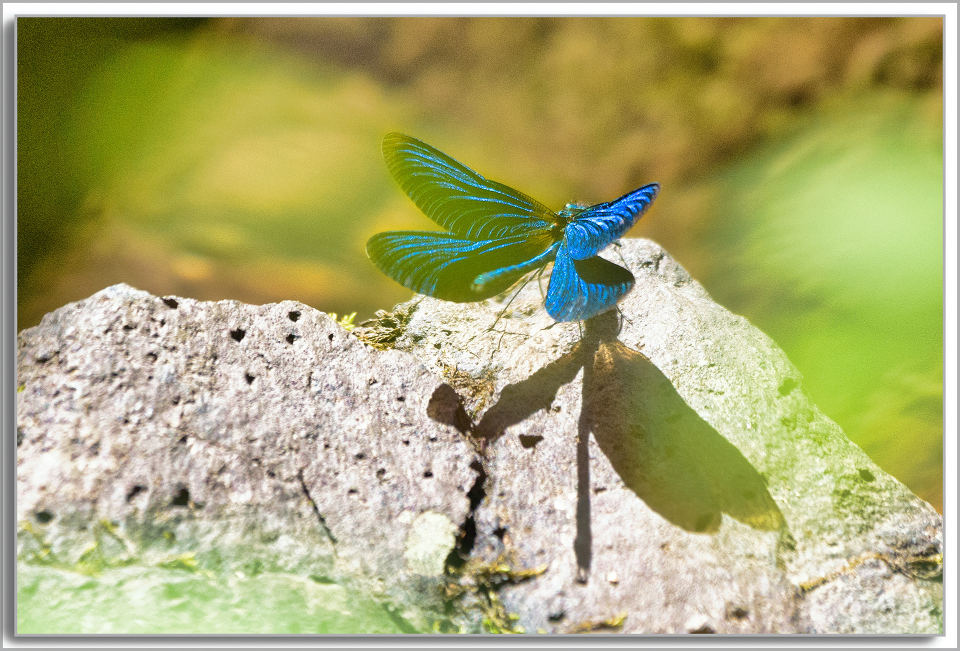 Caloptéryx vierge - Calopteryx virgo
