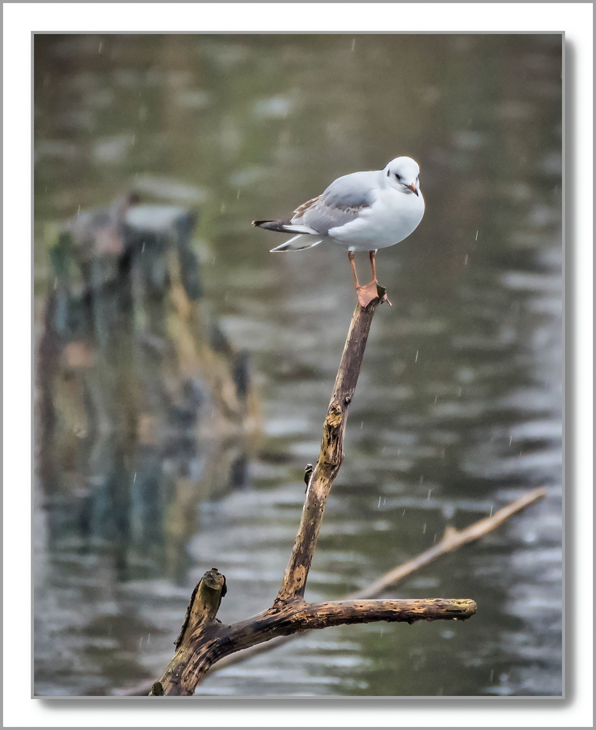 Mouette rieuse - Chroicocephalus ridibundus