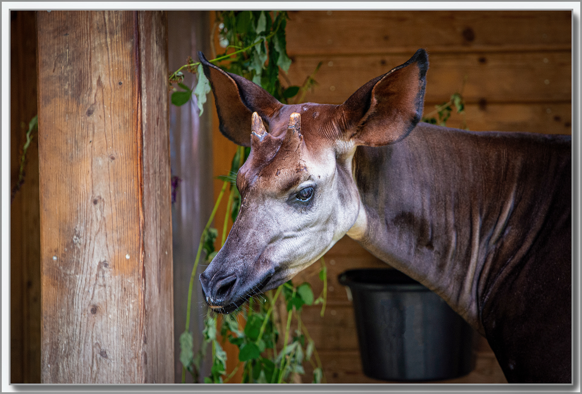 Okapi - Okapia johnstoni