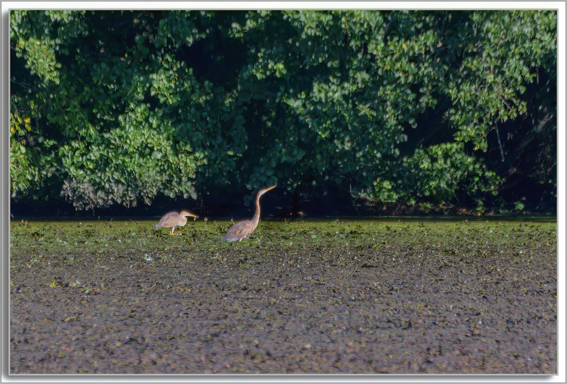 Héron pourpré - Ardea purpurea