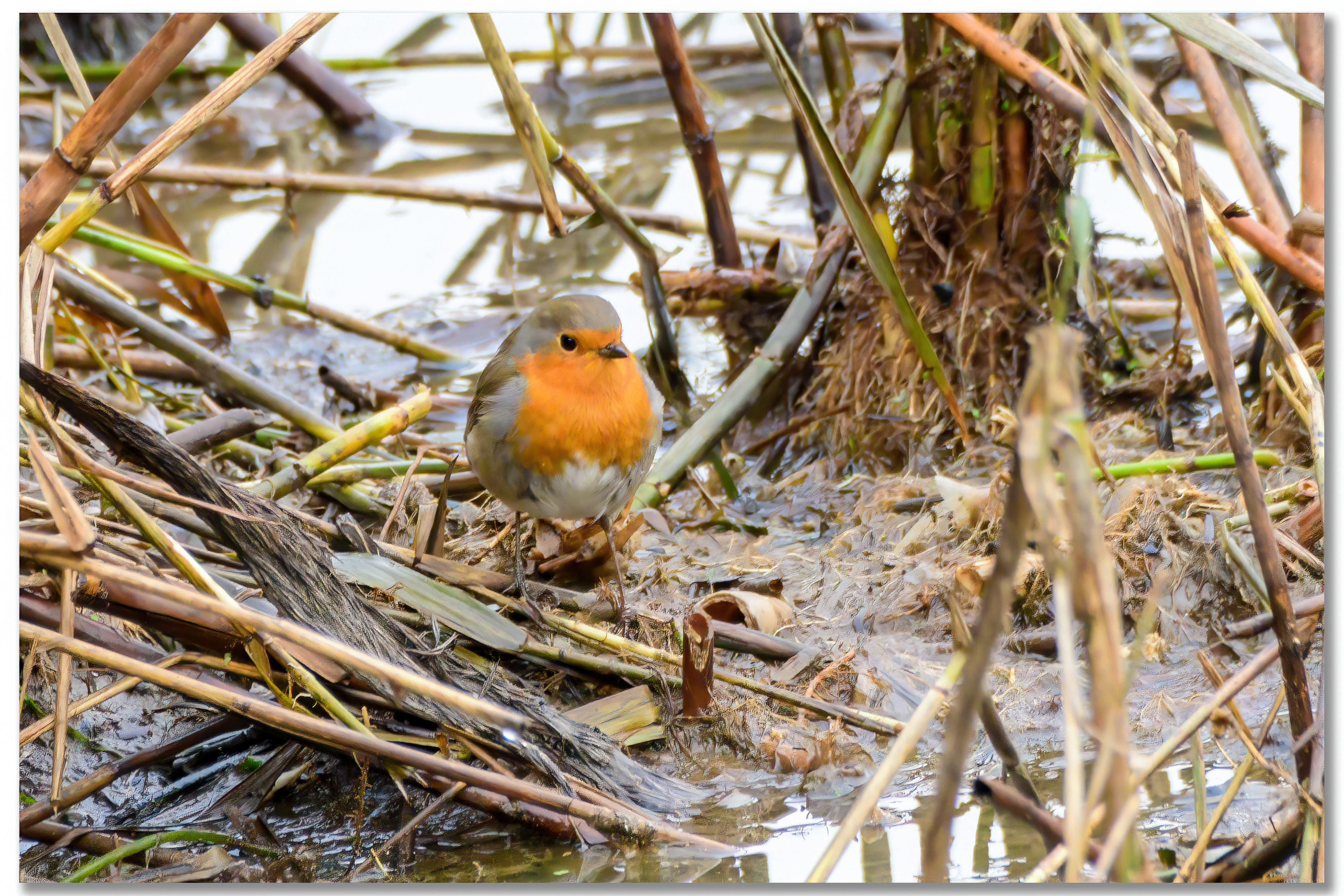 Rougegorge familier - Erithacus rubecula