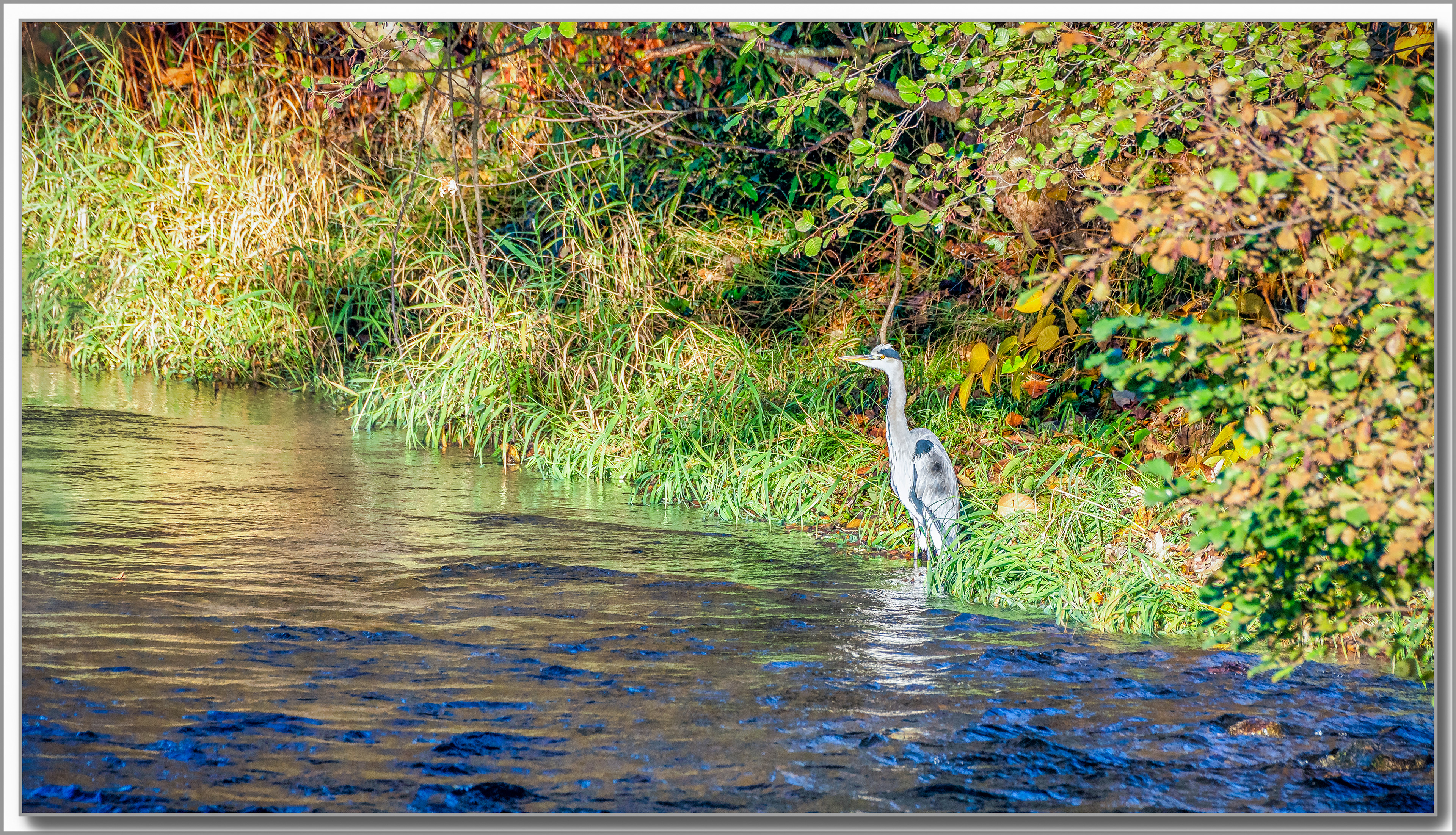 Héron cendré - Ardea Cinerea