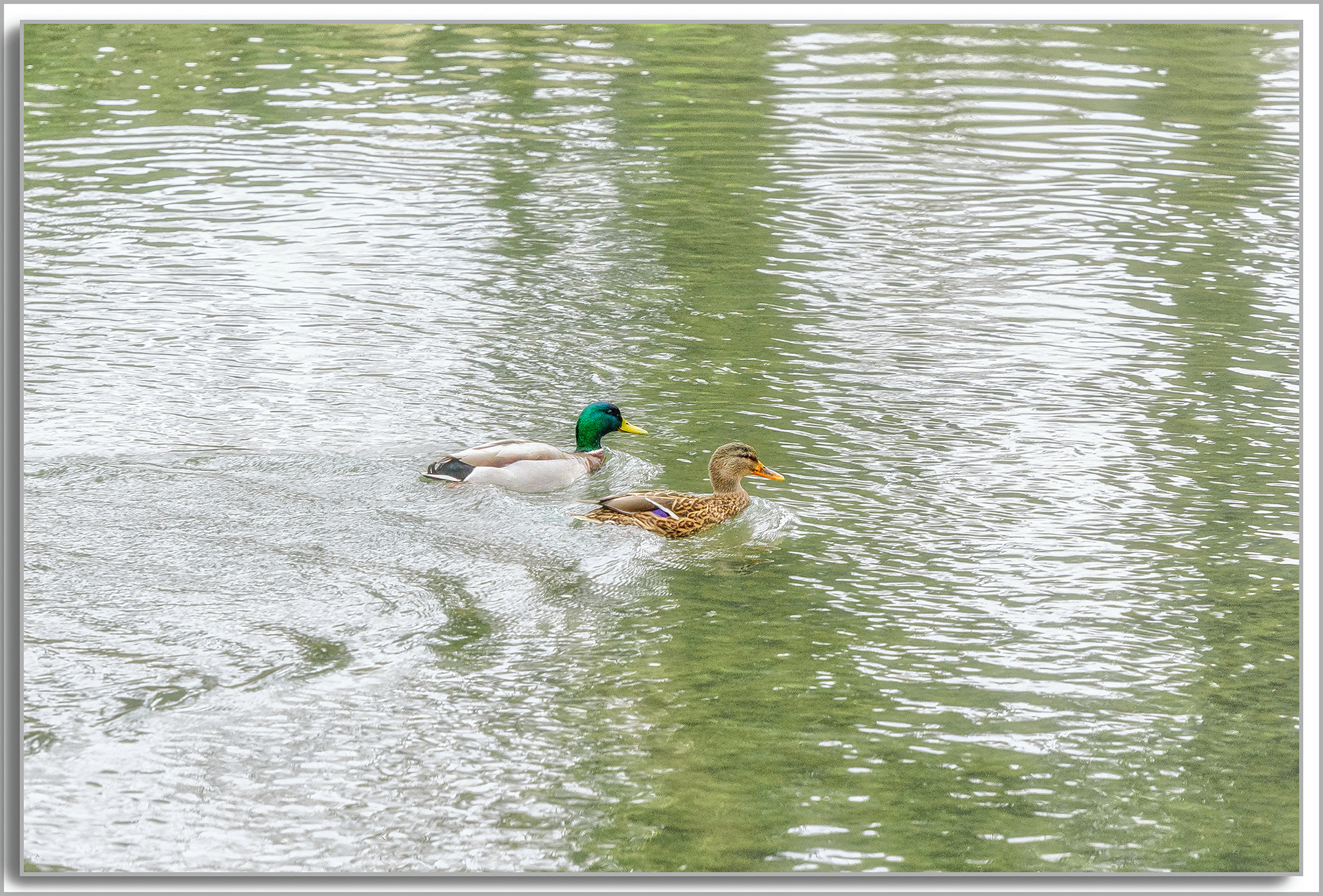 Canard Colvert - Anas platyrhynchos