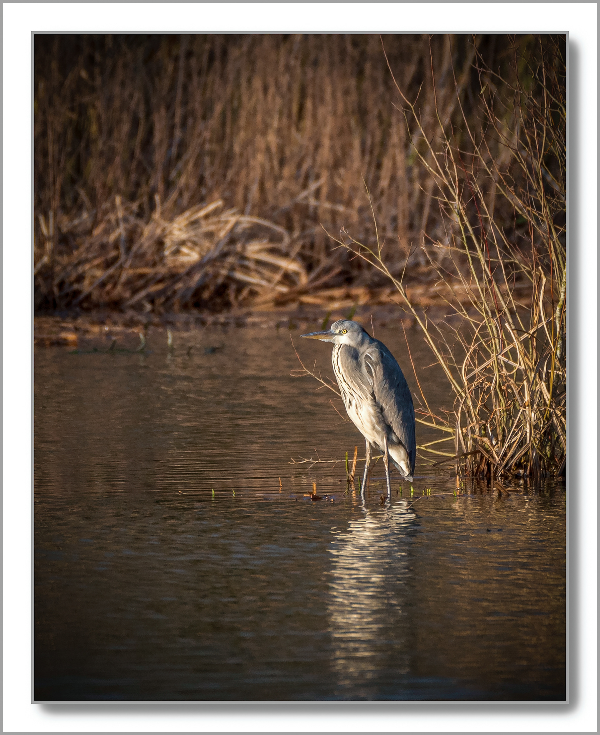 Héron cendré - Ardea cinerea