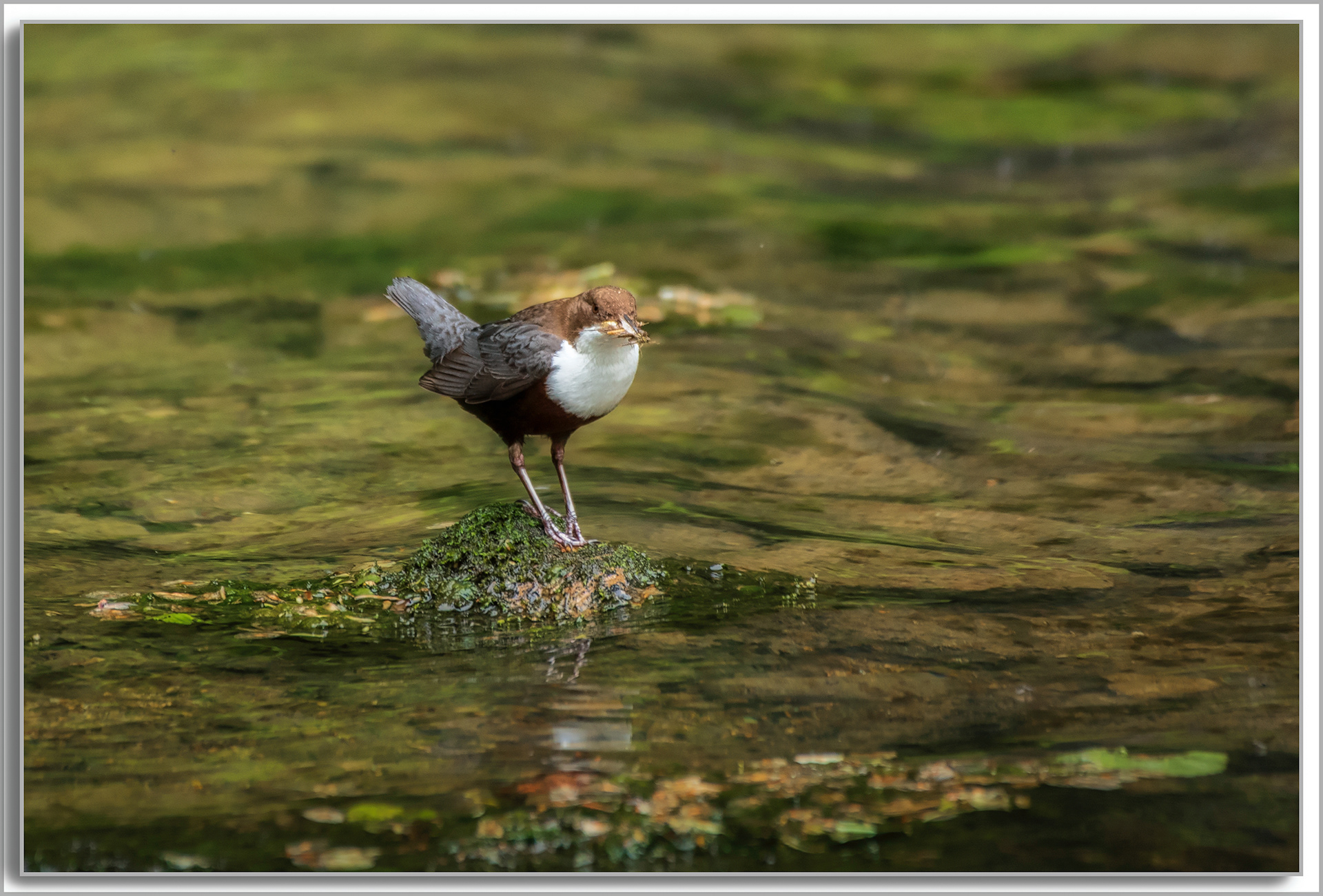Cincle plongeur - Cinclus cinclus