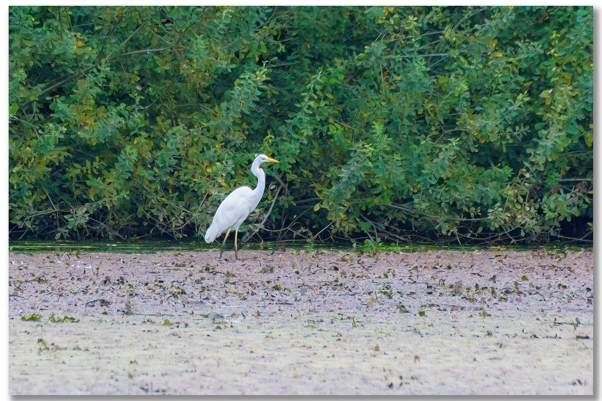 Grande aigrette - Ardea alba
