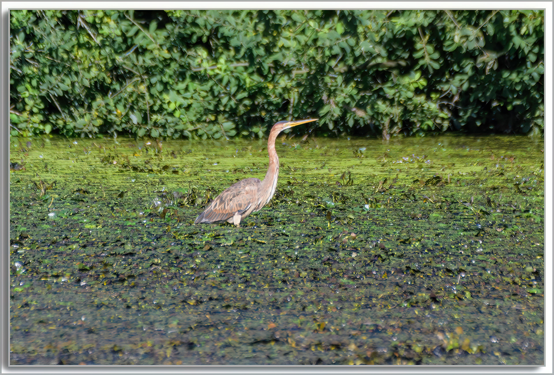 Héron pourpré - Ardea purpurea