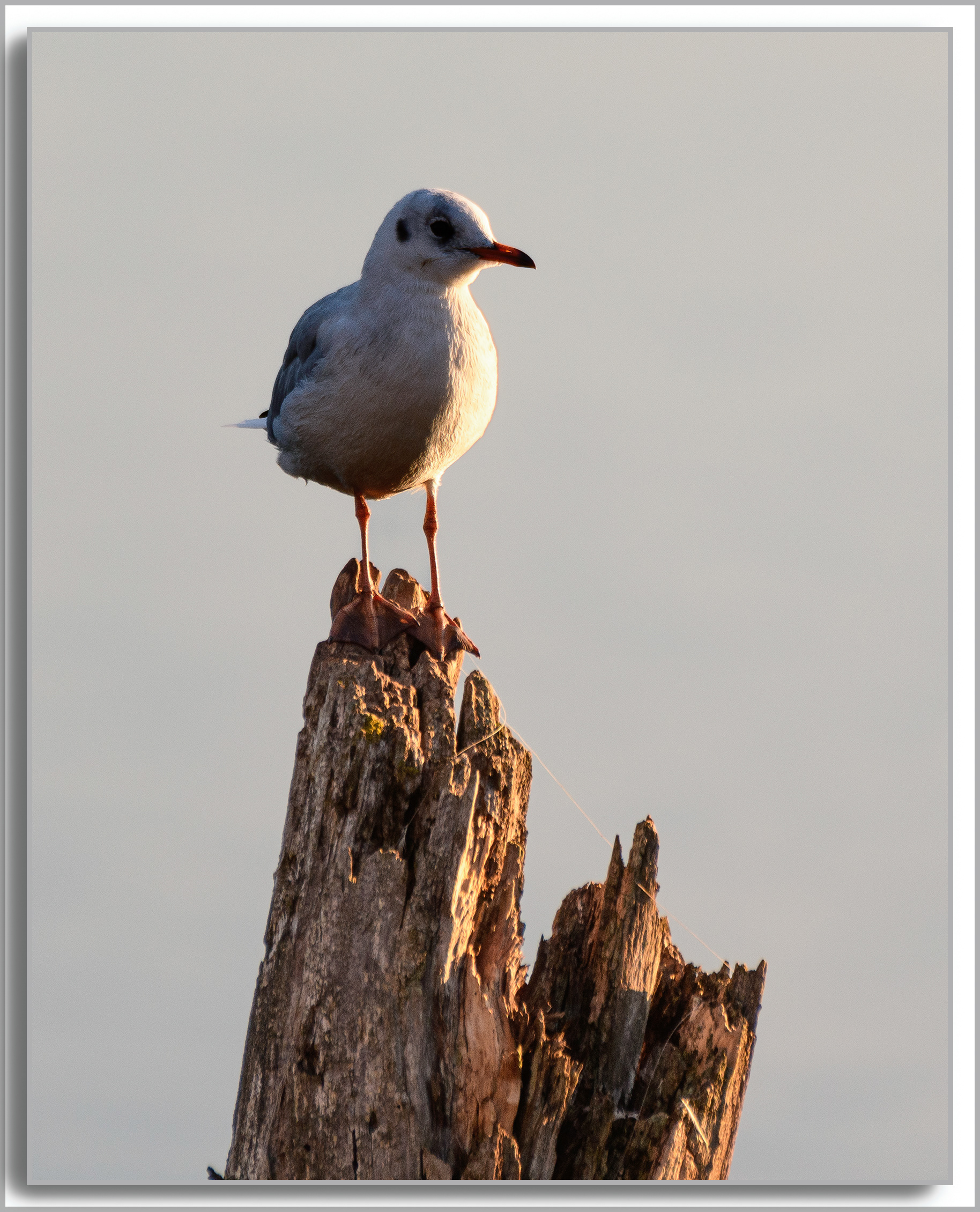 Mouette rieuse - Chroicocephalus ridibundus