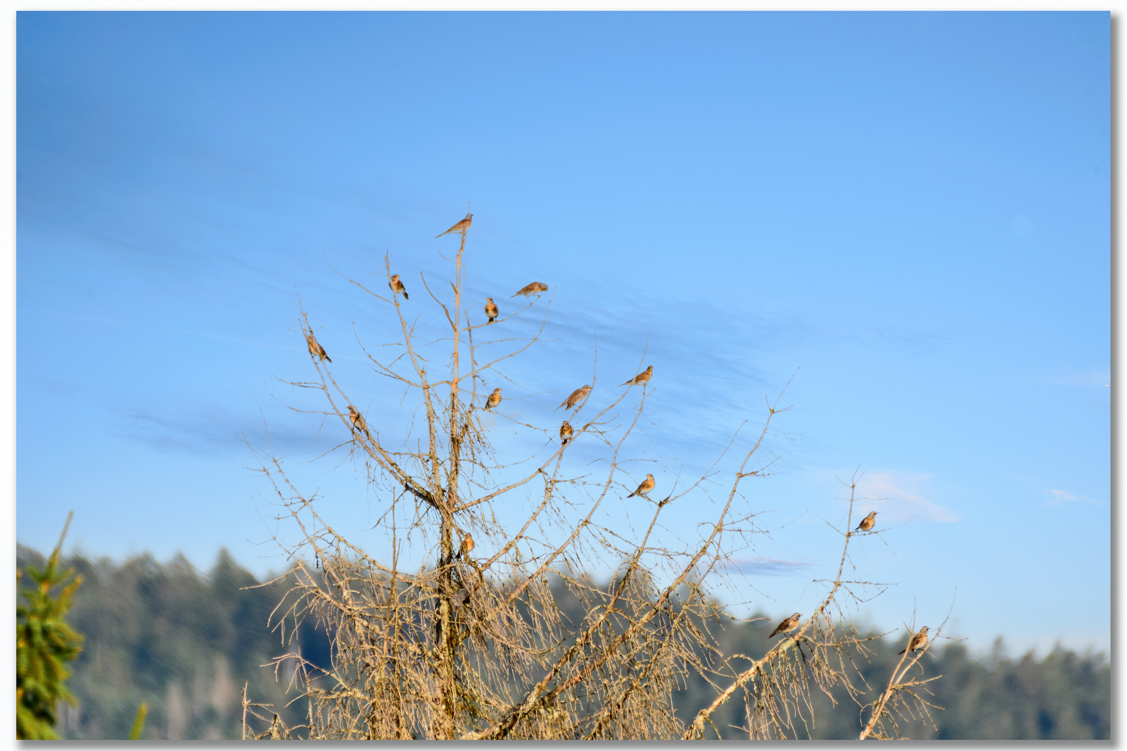 Grive litorne - Turdus pilaris