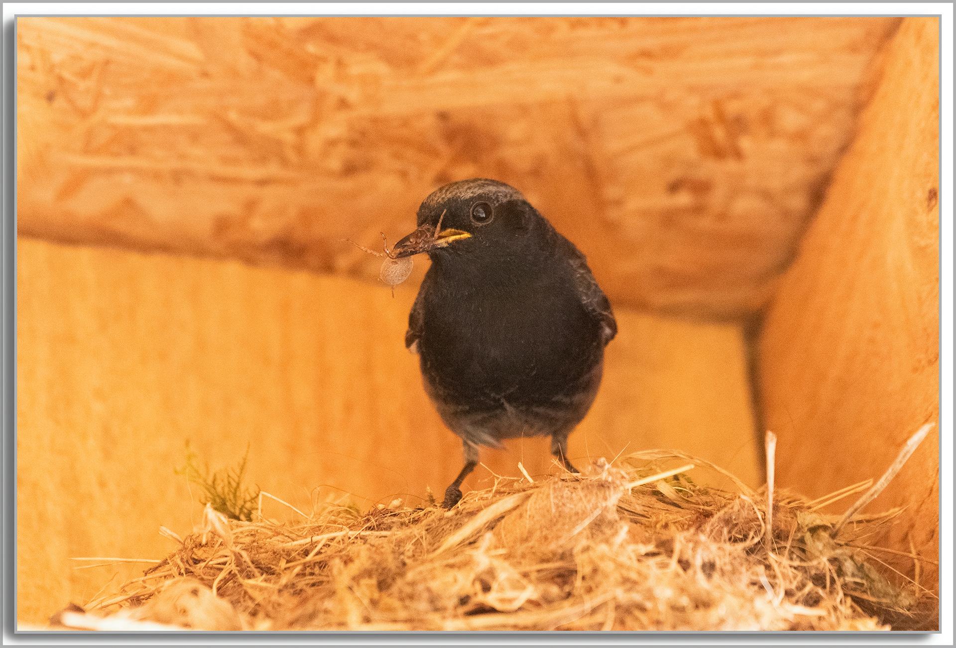 Rougequeue noir - Phoenicurus Ochruros