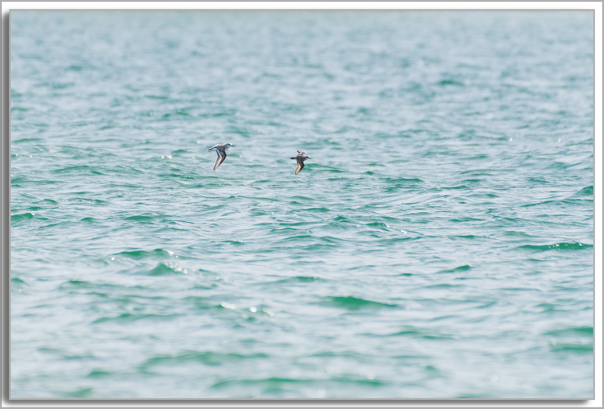 Bécasseau minute - Calidris minuta, Bécasseau Sanderling - Calidris alba