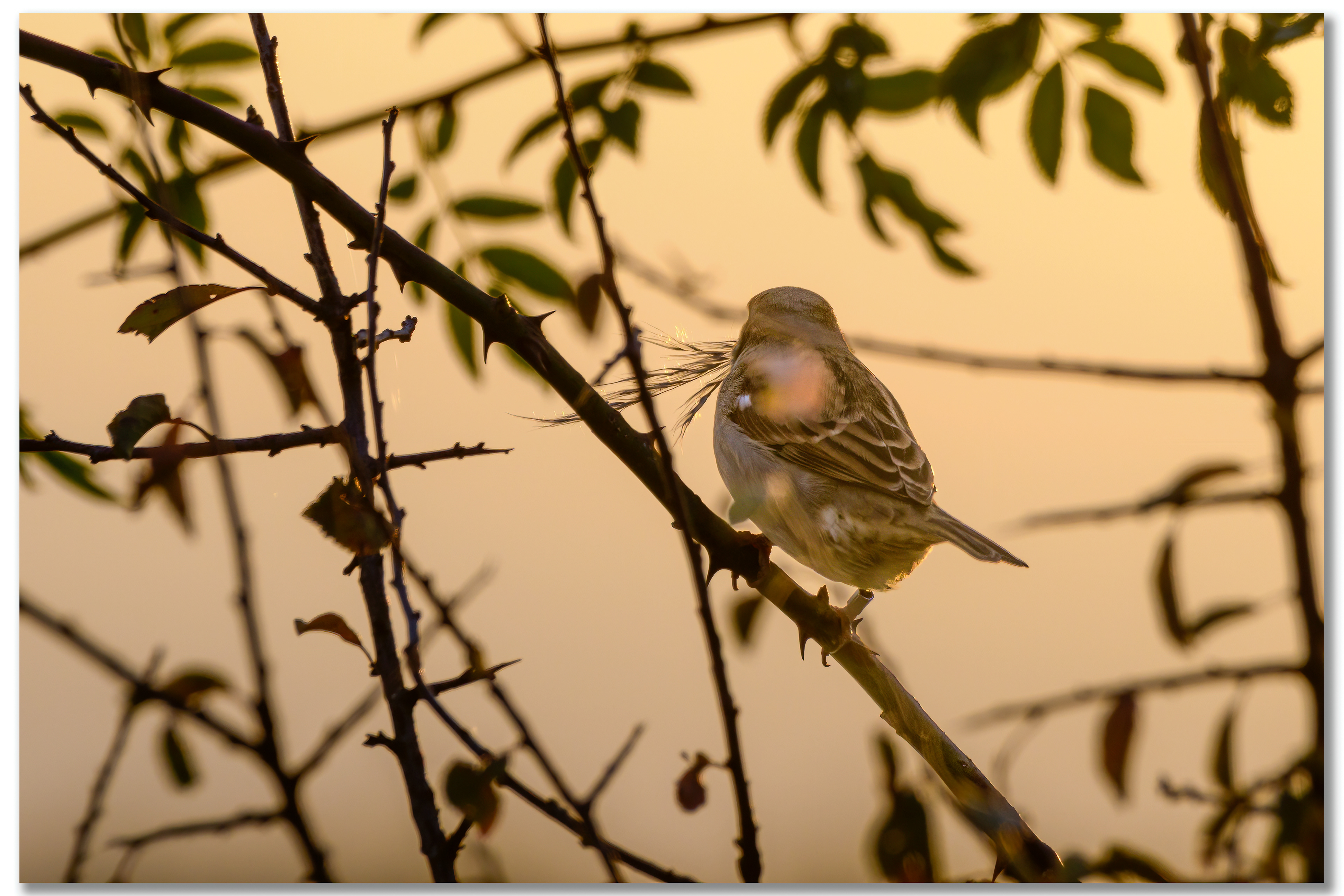 Moineau domestique - Passer domesticus