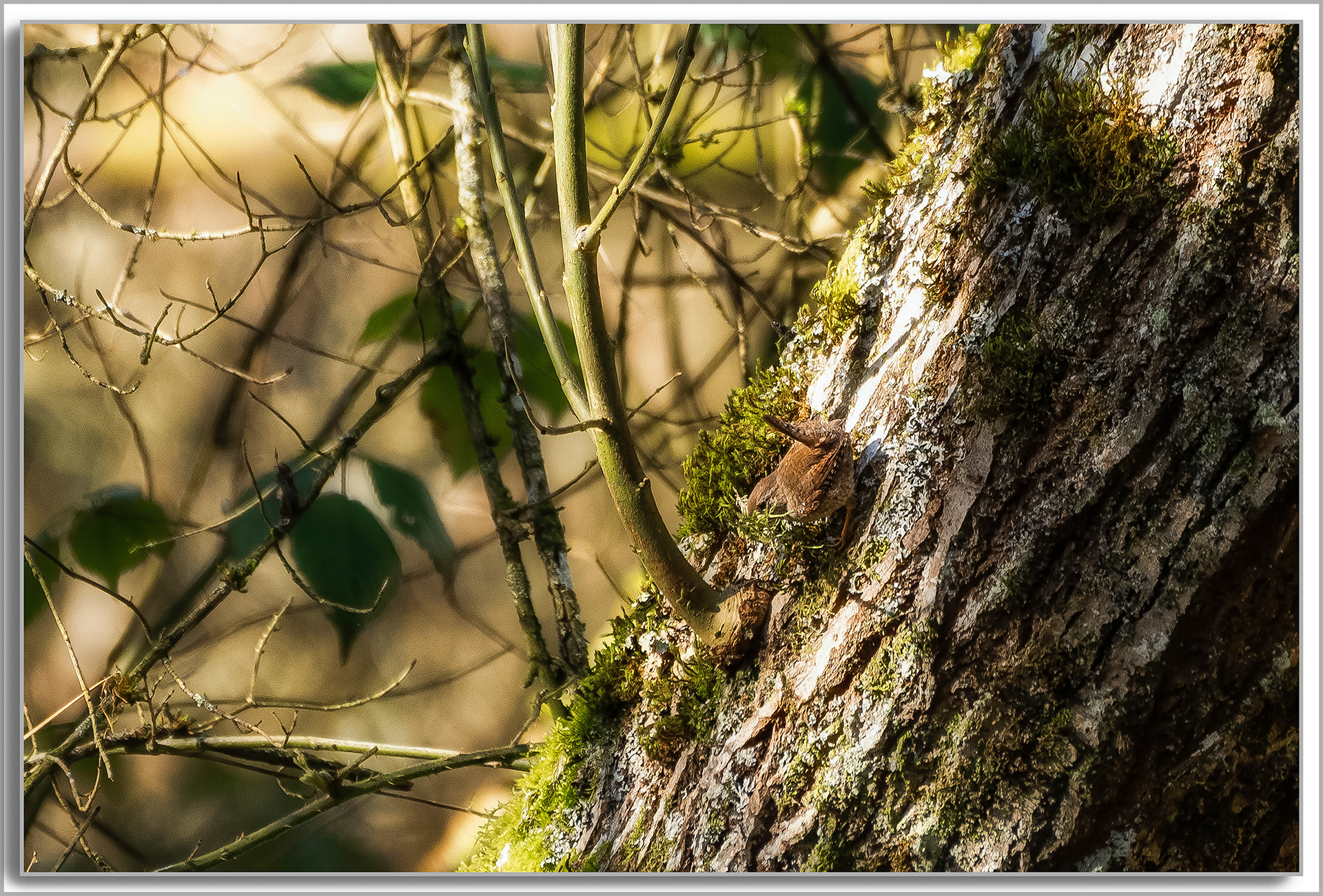 Troglodyte mignon - Troglodyte troglodyte