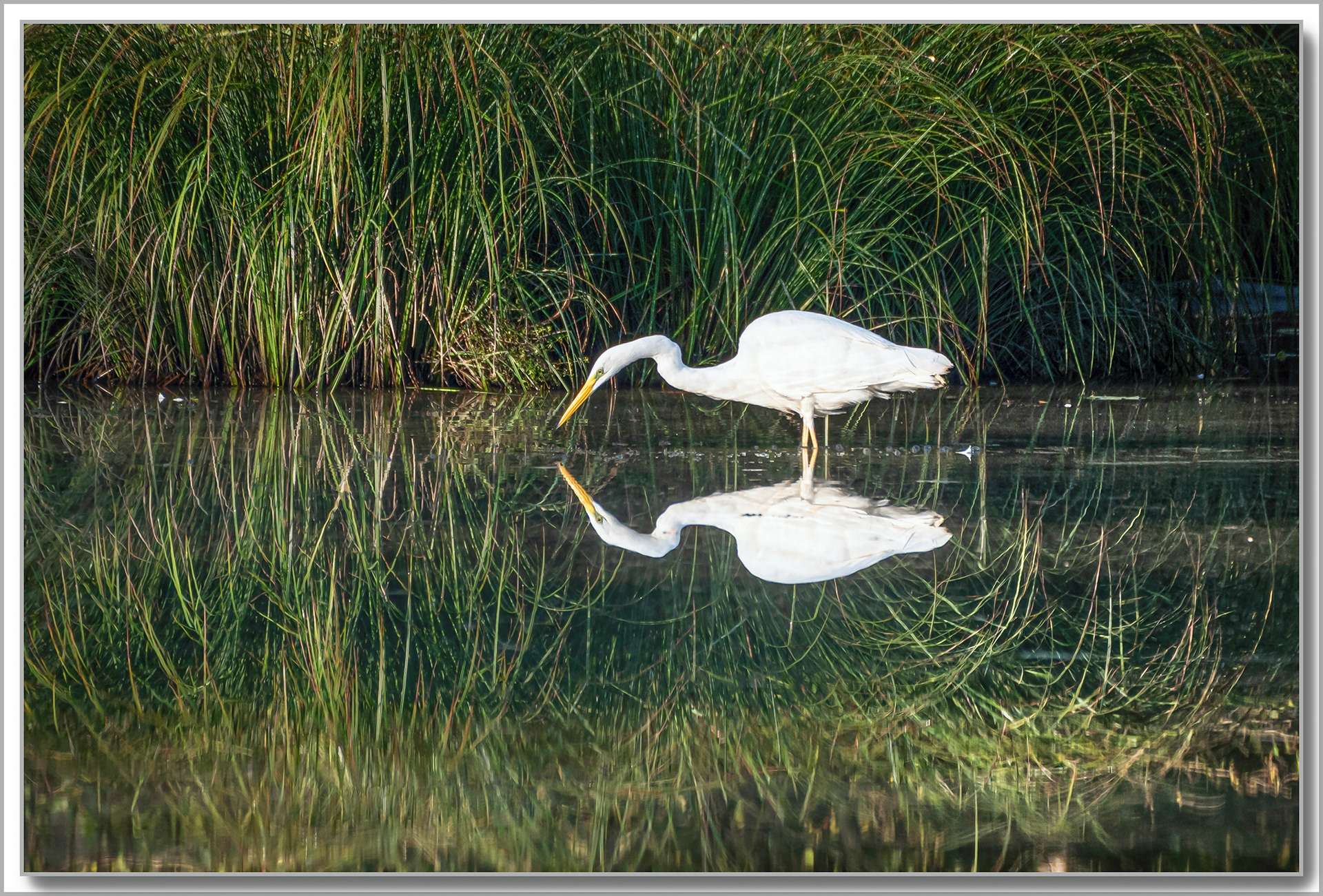 Grande Aigrette - Ardea Alba