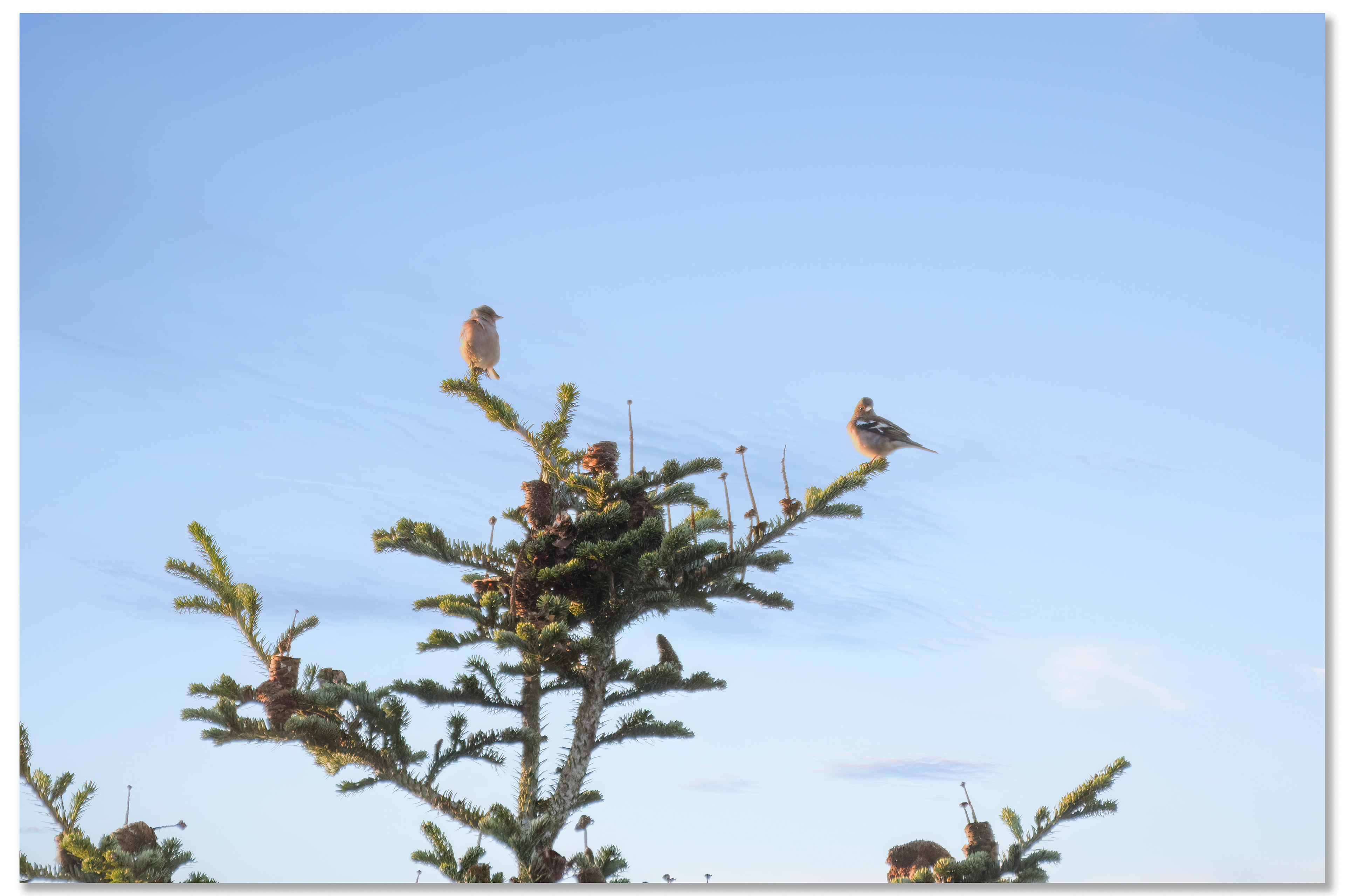 Pinson des arbres - Fringilla Coelebs