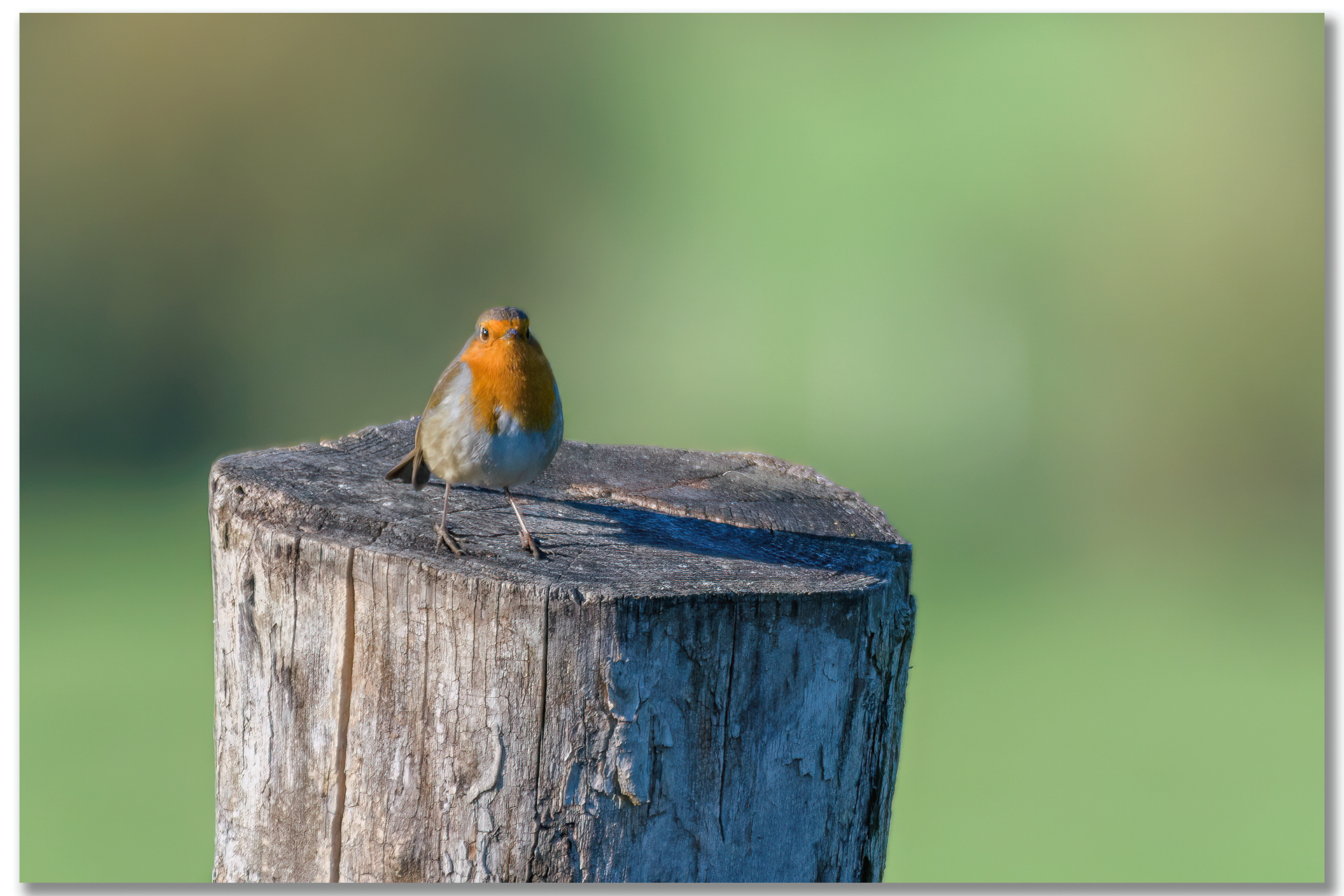 Rougegorge familier - Erithacus rubecula