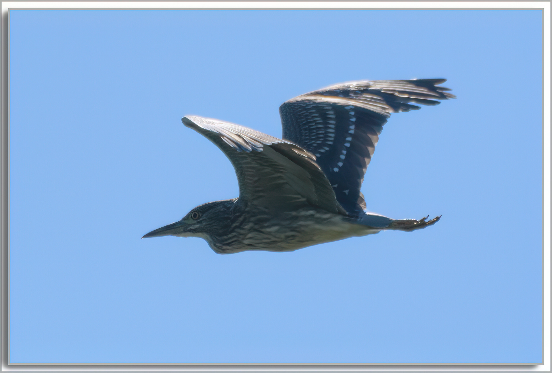 Bihoreau gris - Nycticorax nycticorax