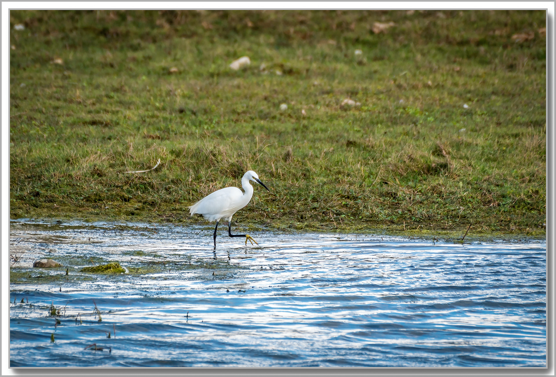 Aigrette Garzette - Egretta Garzetta