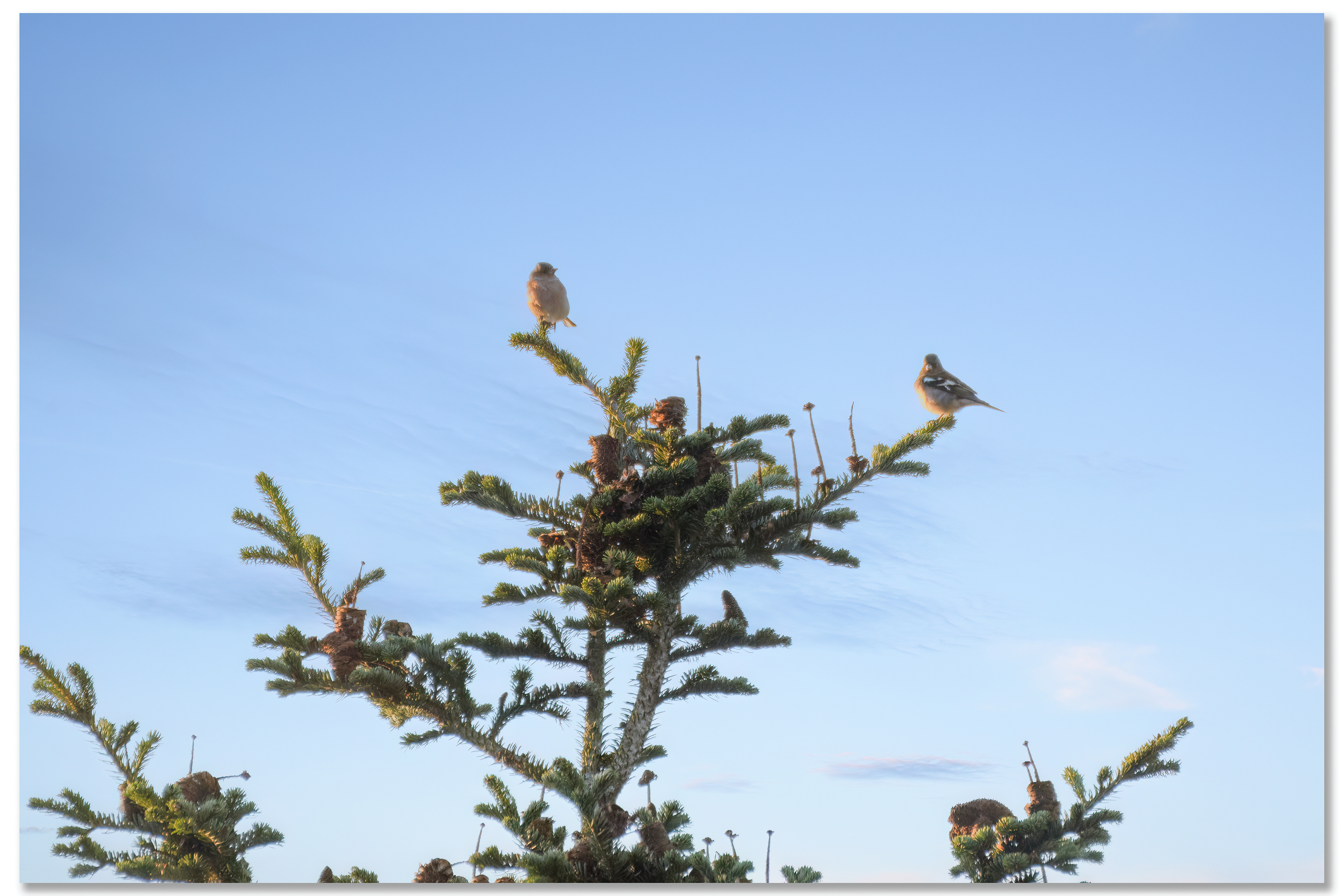Pinson des arbres - Fringilla Coelebs