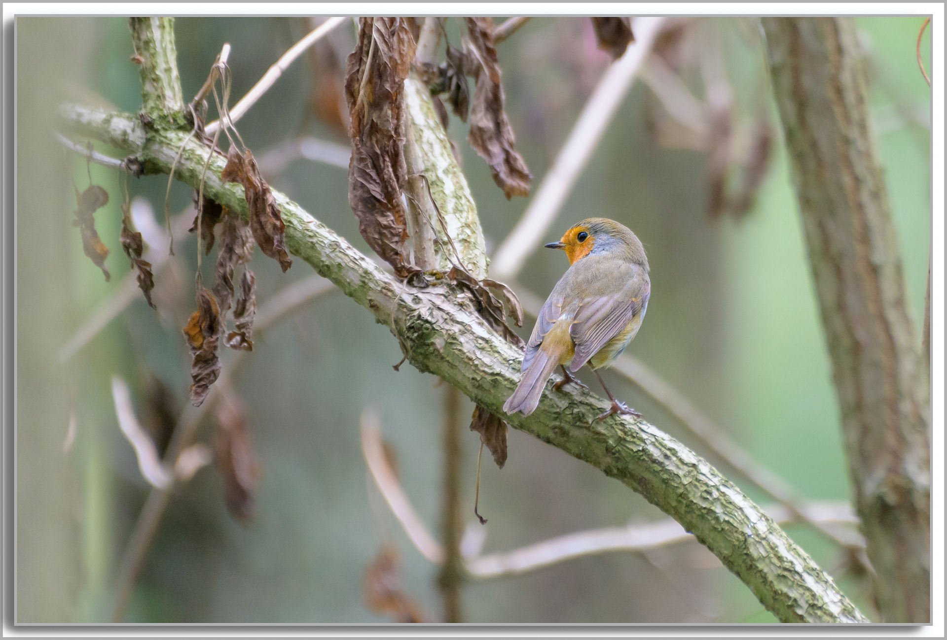 Rougegorge familier - Erithacus rubecula