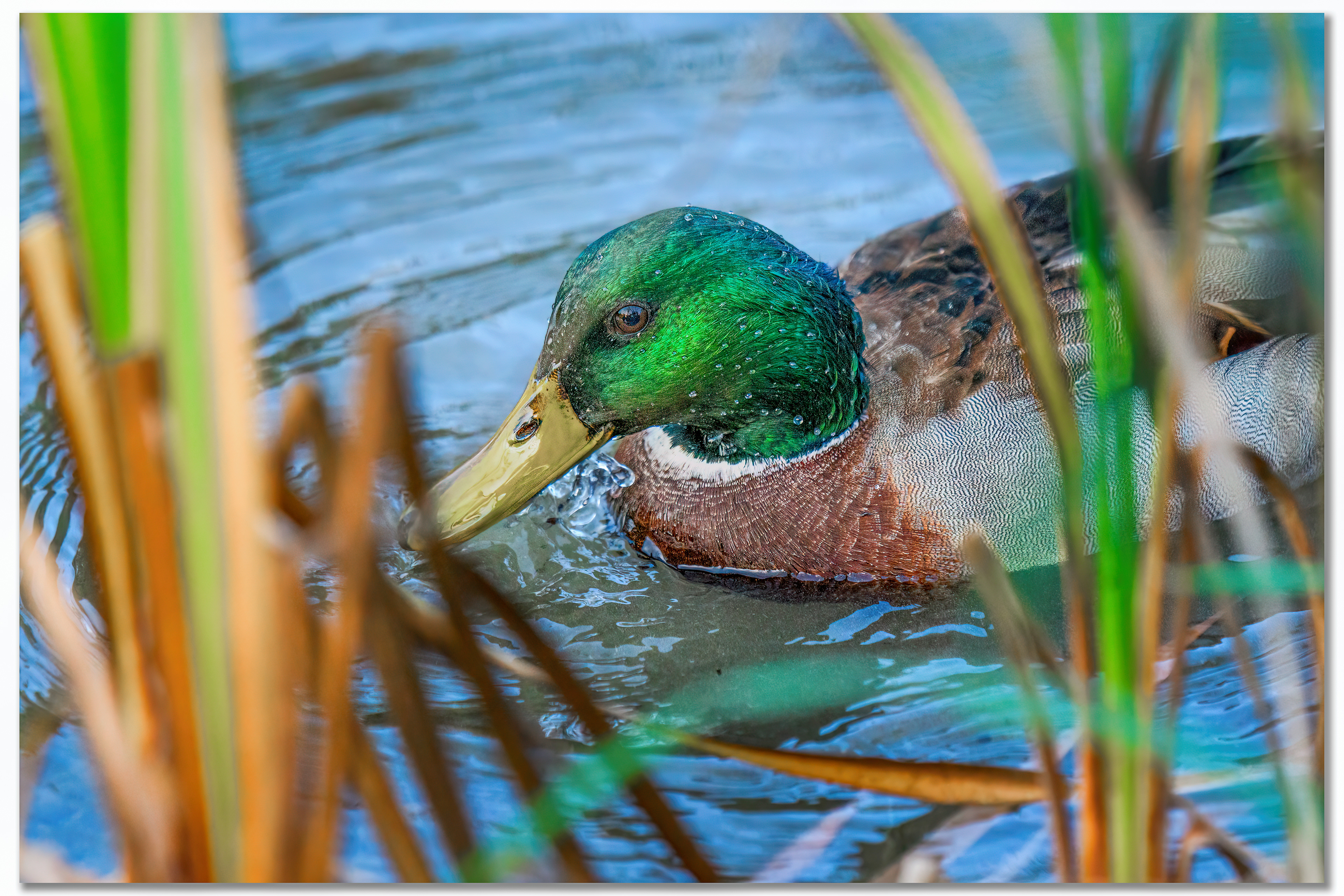 Canard Colvert - Anas platyrhynchos