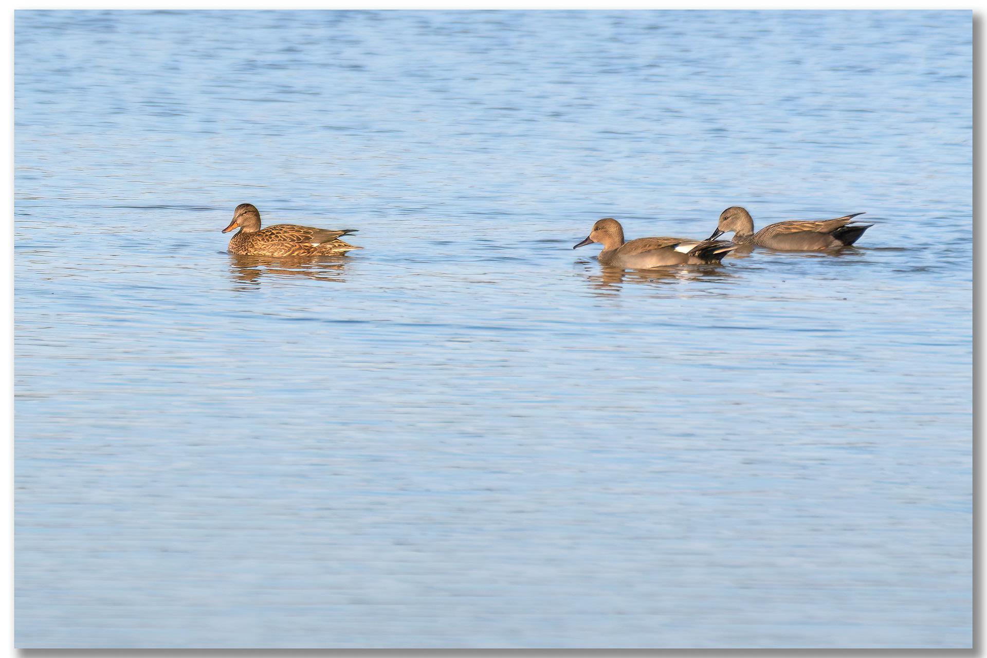 Canard Chipeau - Mareca strepera