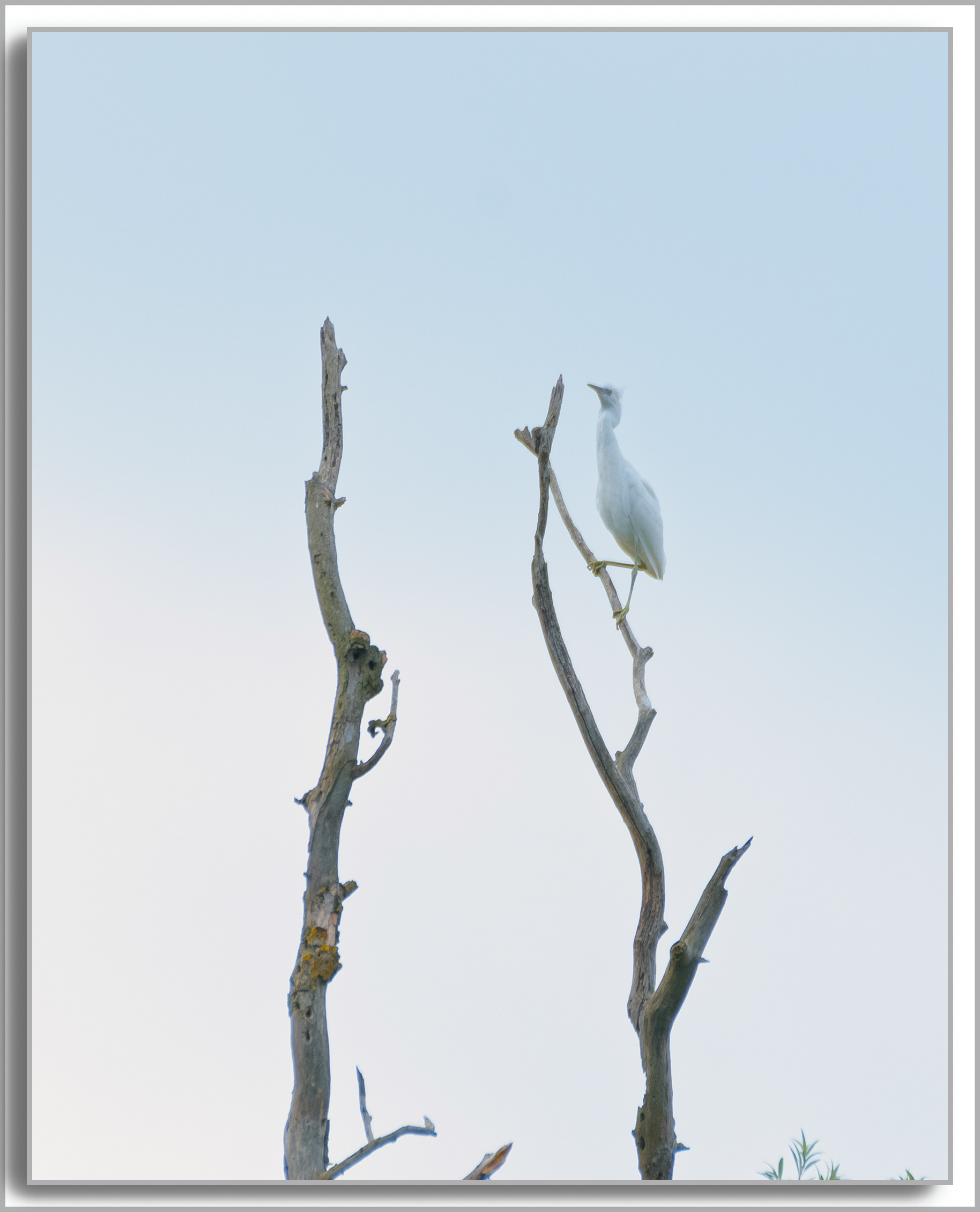 Aigrette Garzette - Egretta Garzetta