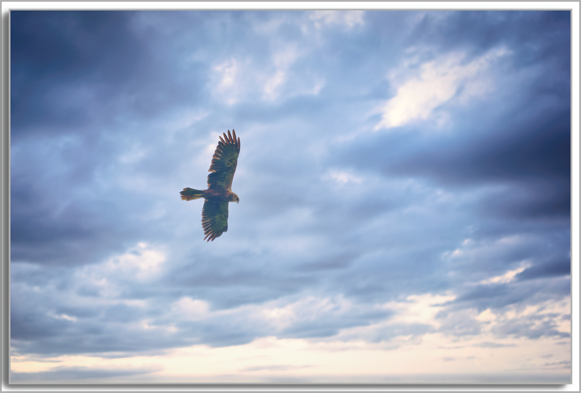 Busard des roseaux - Circus aeruginosus