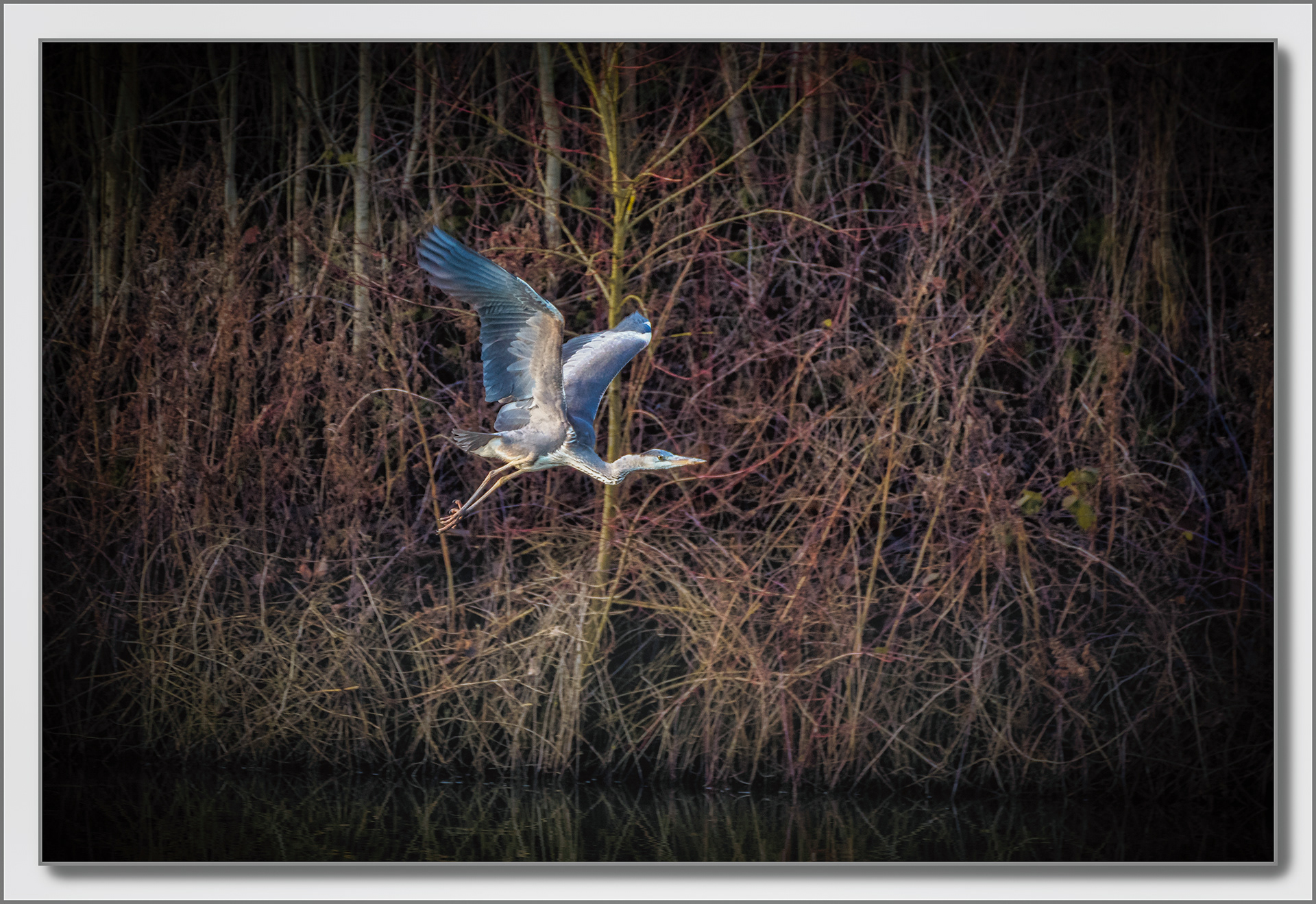 Héron cendré - Ardea cinerea