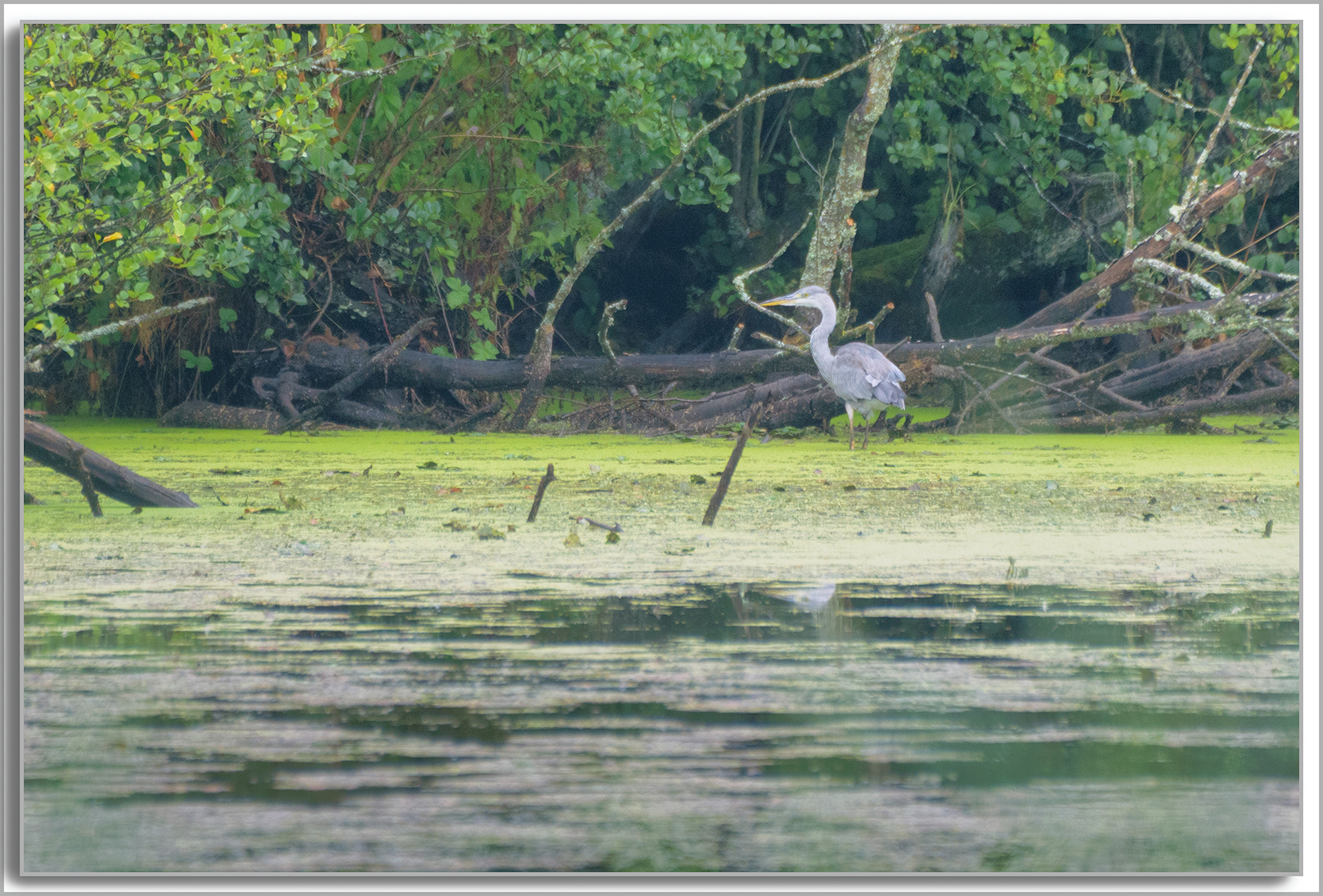 Héron cendré - Ardea Cinerea