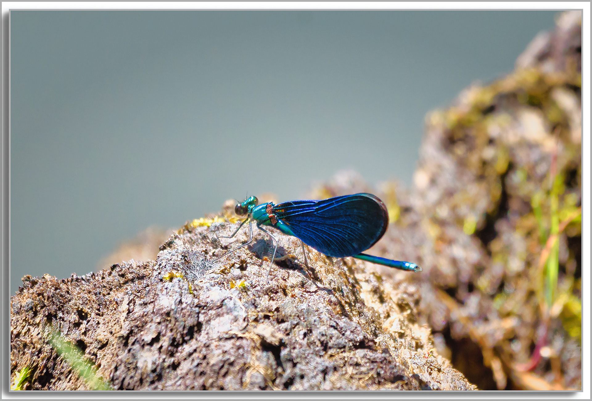 Caloptéryx vierge - Calopteryx virgo