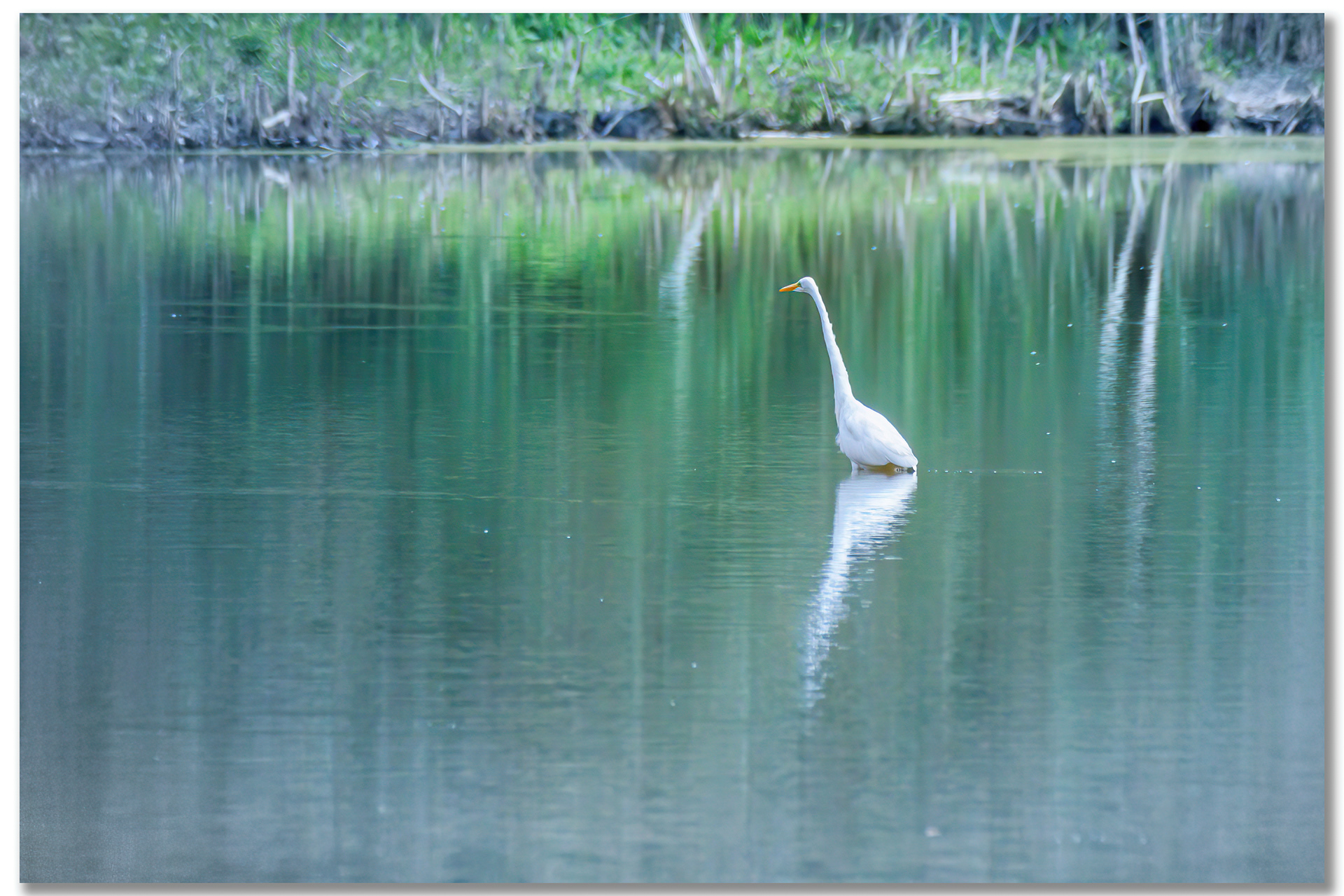 Grande Aigrette - Ardea Alba