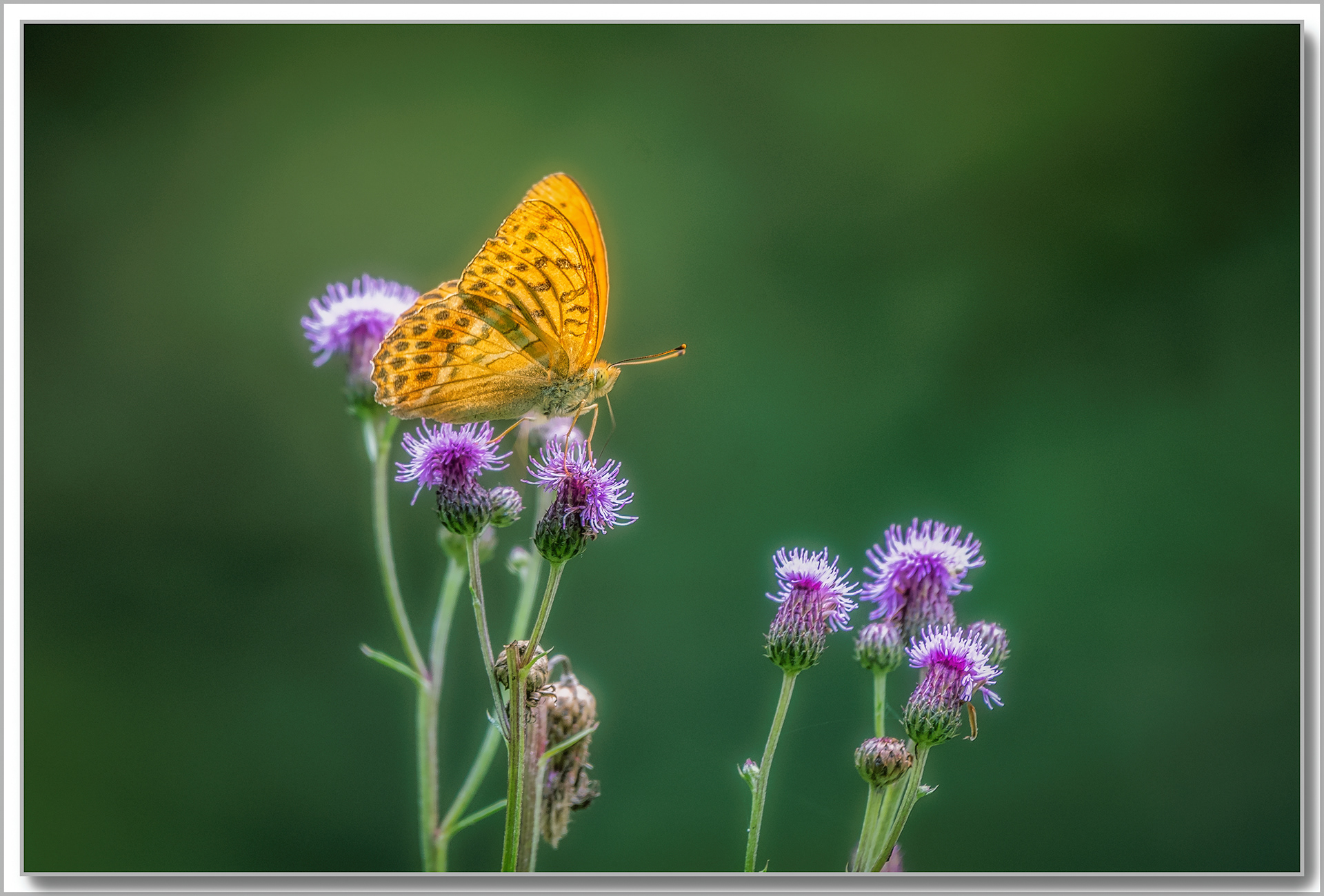 Tabac d'Espagne - Argynnis Paphia