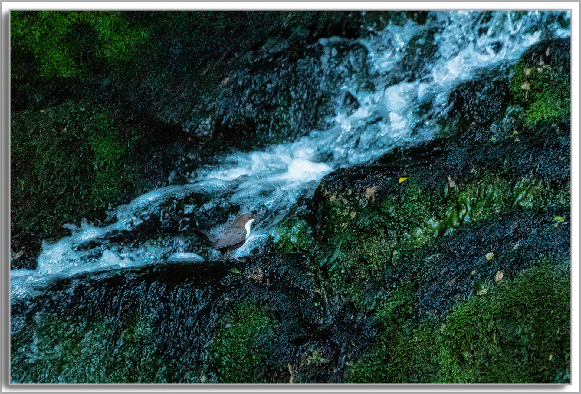 Cincle plongeur - Cinclus cinclus