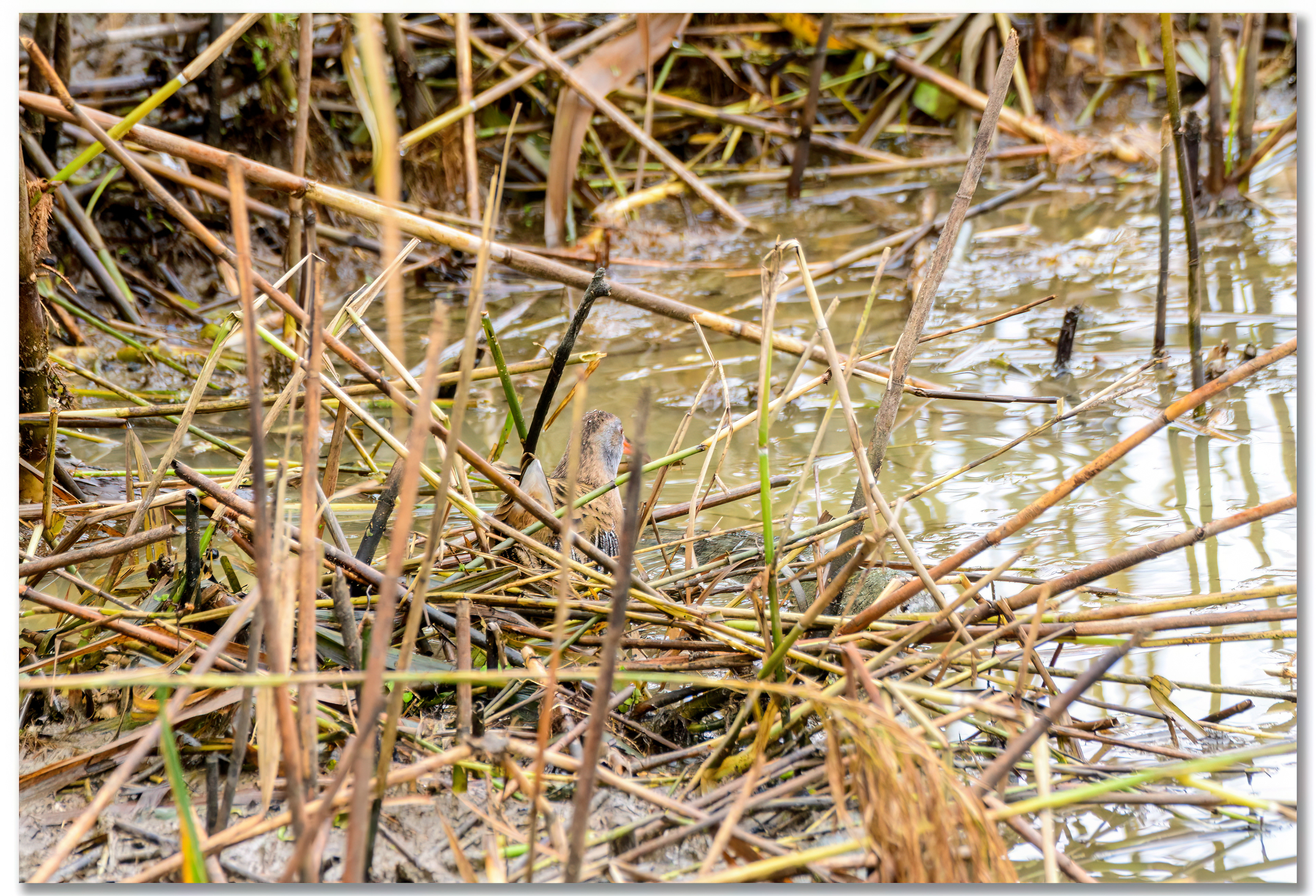 Râle d'eau - Rallus Aquaticus